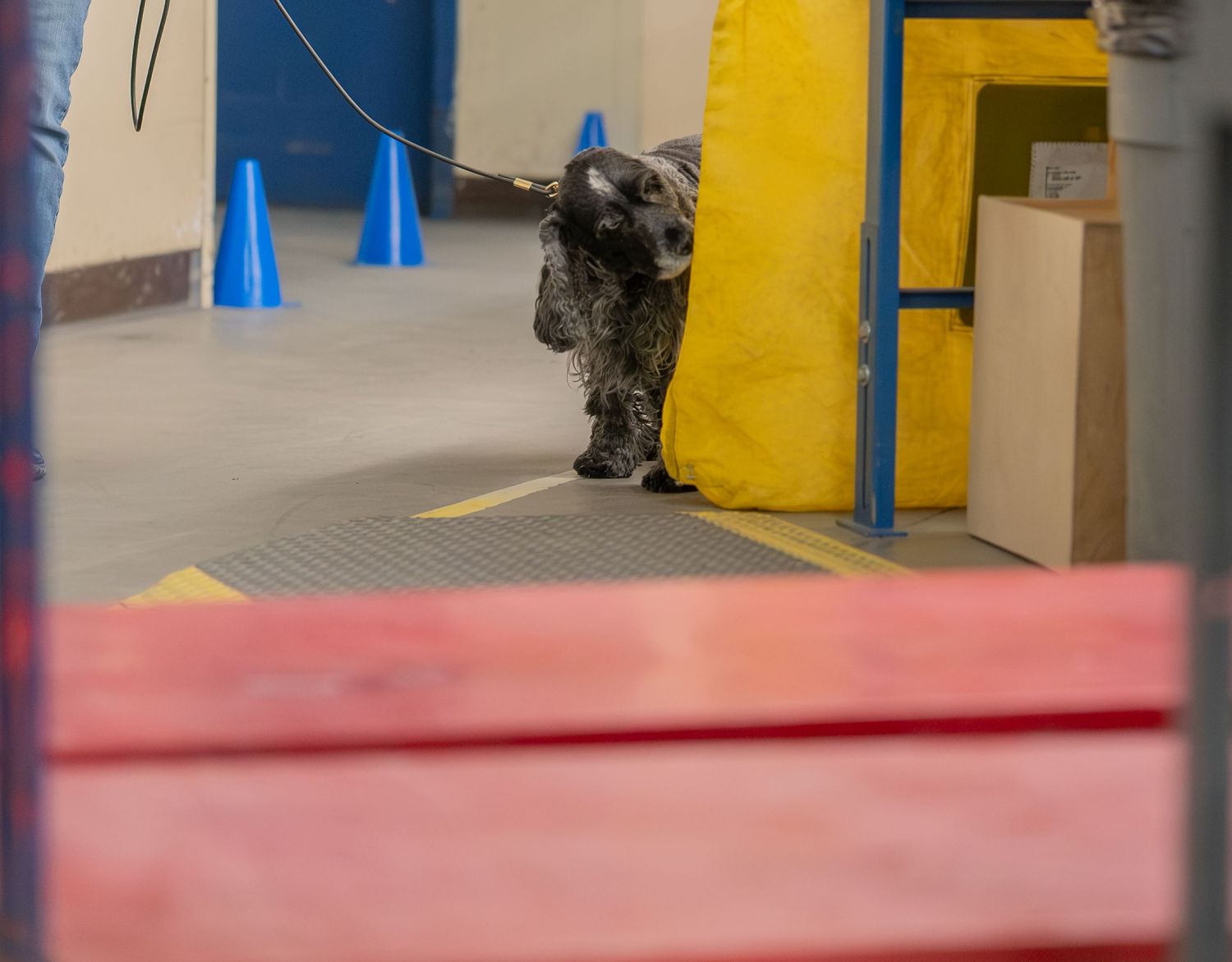A curly-haired dog navigates an agility course indoors with blue cones and yellow obstacles.