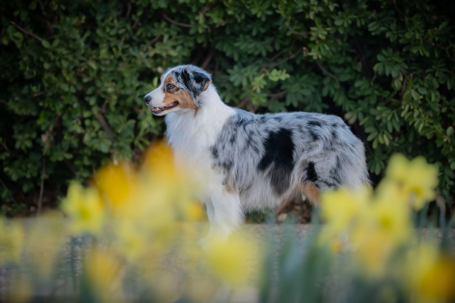 Blue merle Australian Shepherd standing among yellow daffodils with green foliage in the background.