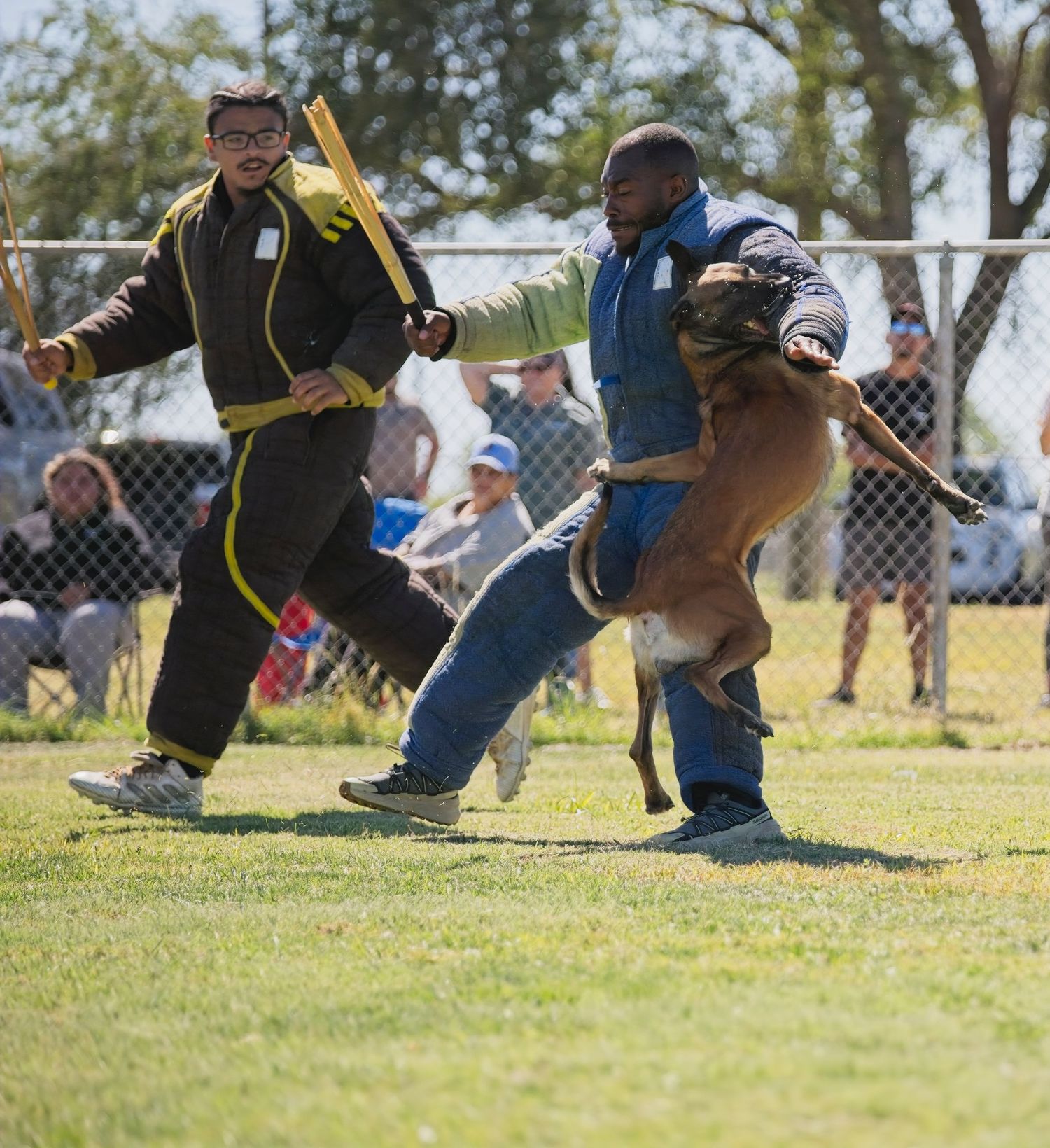 Low angle view of dogs leaping into the air during a dock jumping competition on a grassy field.