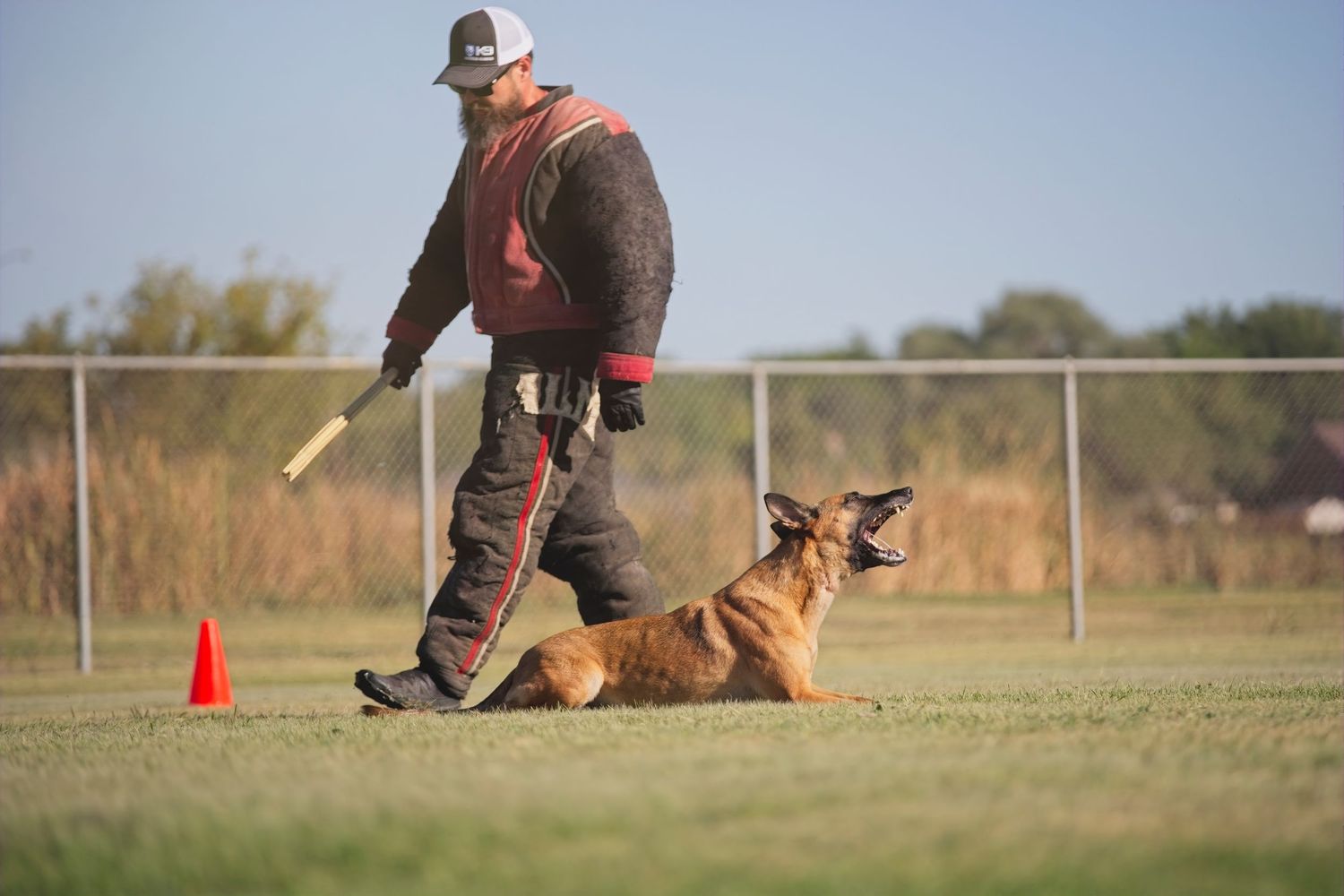 A Belgian Malinois dog performs agility training exercises on a grassy field with orange cones.