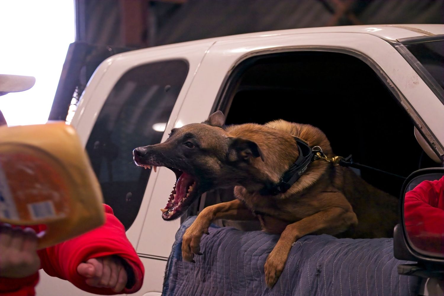 A brown dog lies asleep on a car seat while wearing a red harness during travel.