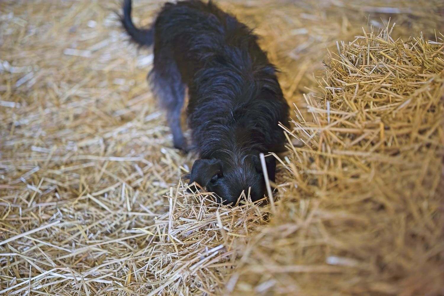 Black dog sniffing and exploring straw covered ground.