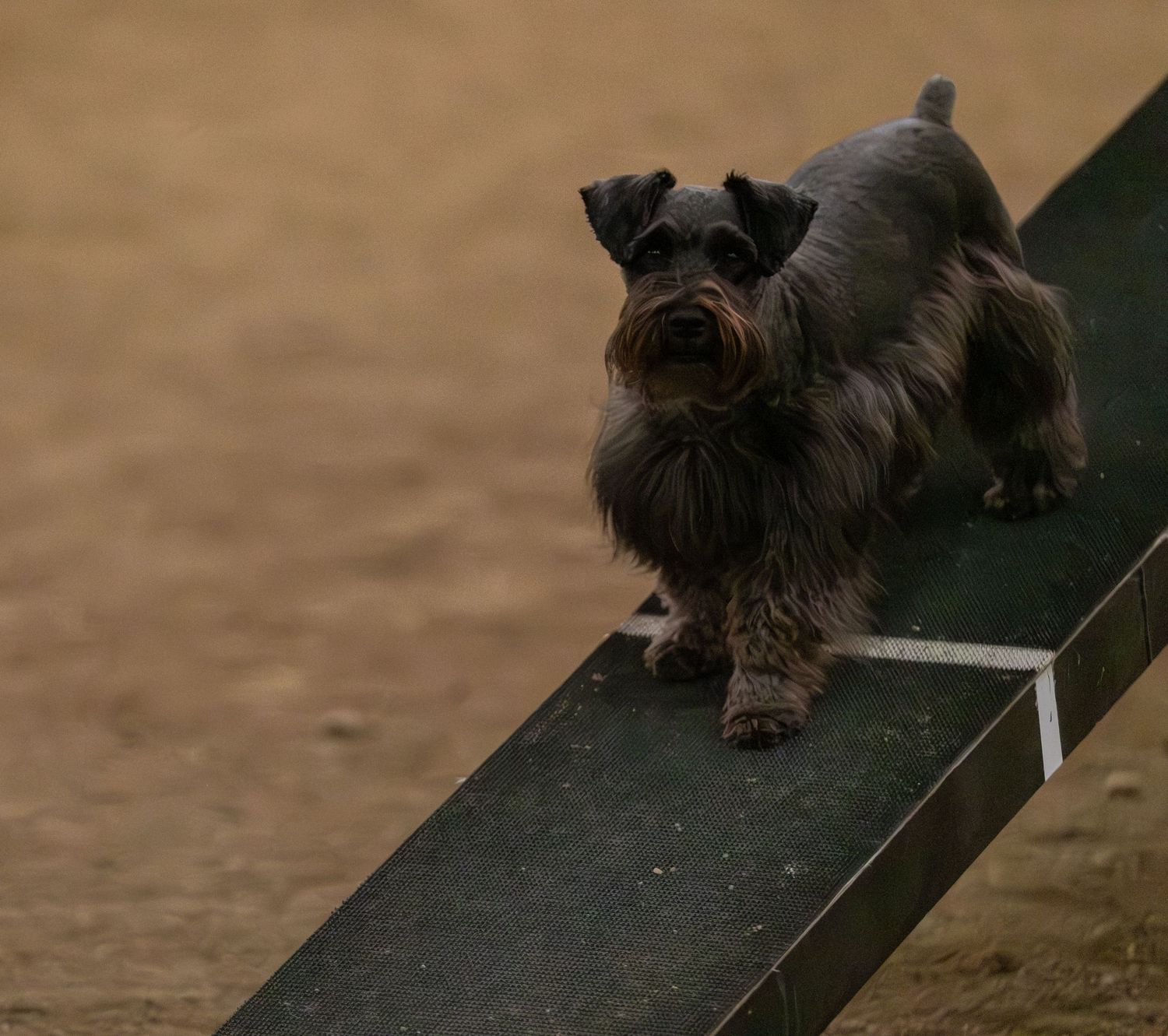 A black Miniature Schnauzer dog balancing on an agility ramp during an outdoor dog training exercise.