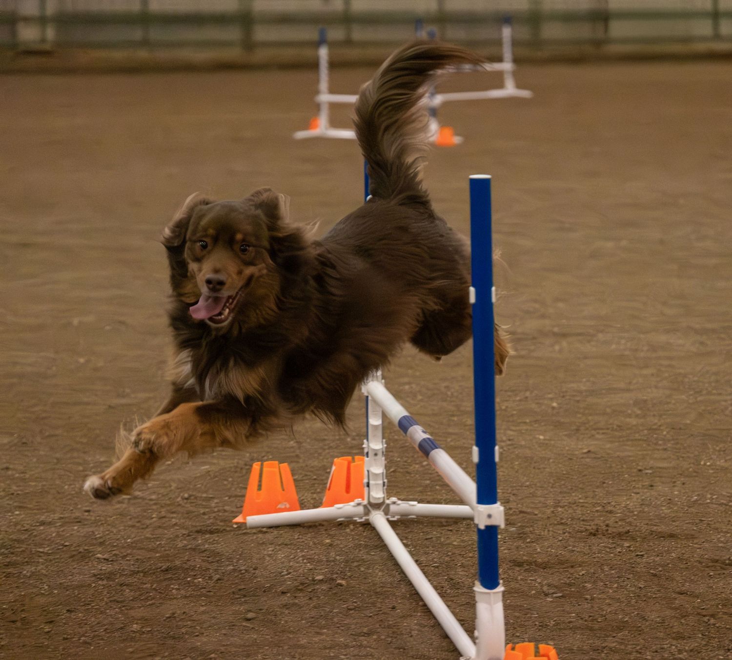 A fluffy brown Australian Shepherd dog leaping over a blue and white agility jump bar in an indoor training arena.