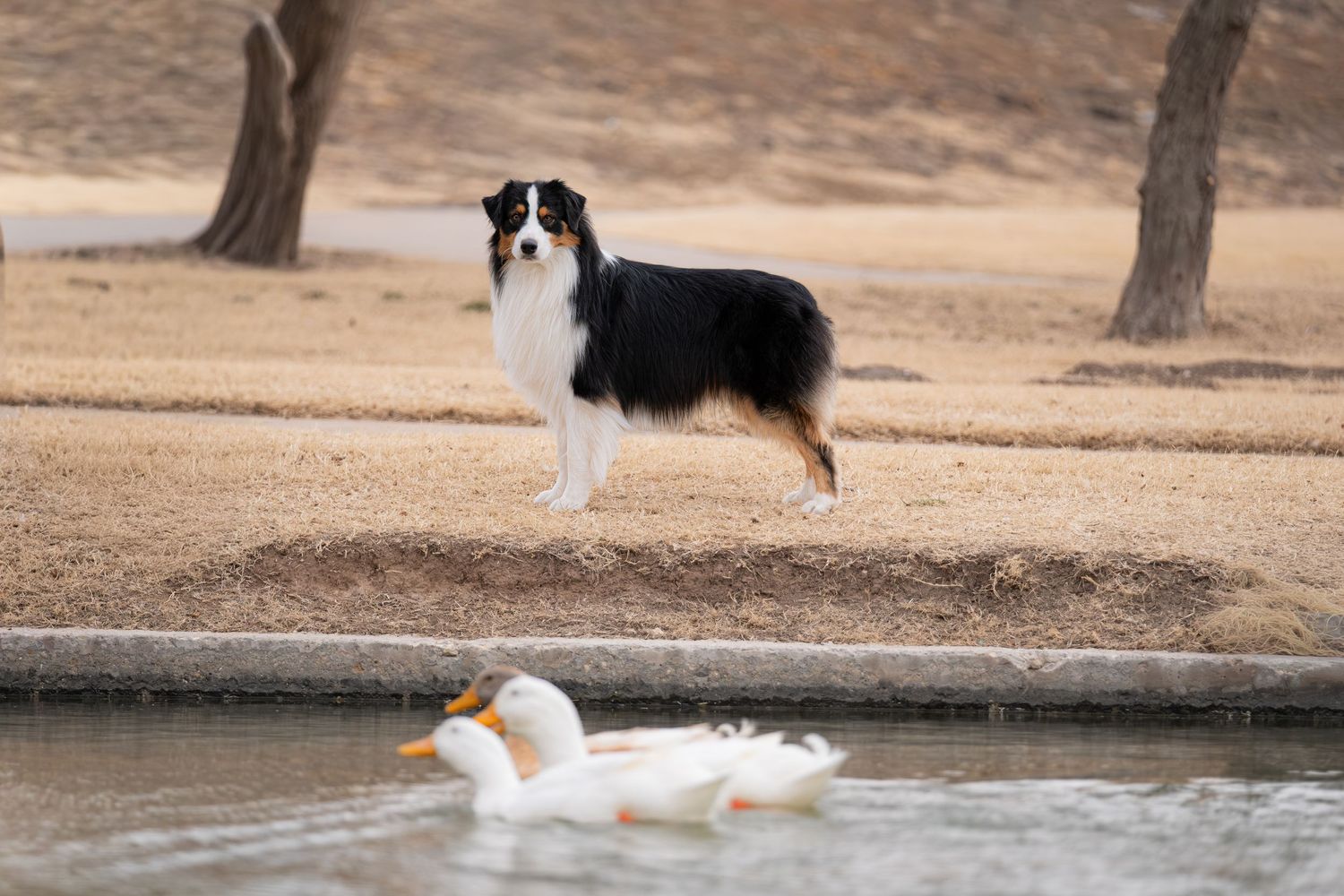 A Border Collie dog stands alert on a park shore watching two white ducks swimming in a pond.