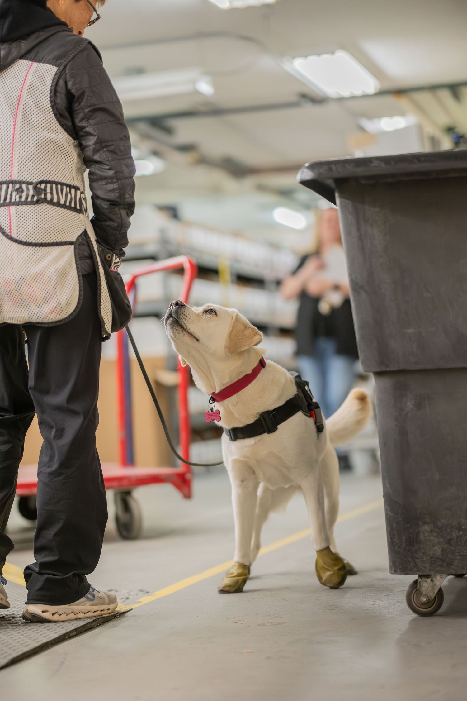 A trained detection dog in a harness and red collar sniffs near a large bin while being handled by a security worker indoors.