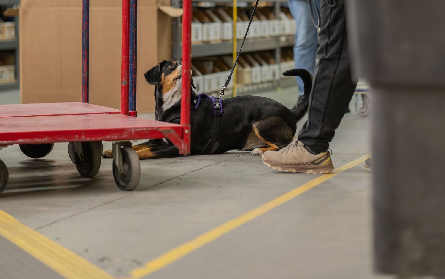 A black dog sniffs under a red warehouse cart while a person stands nearby on an industrial floor.