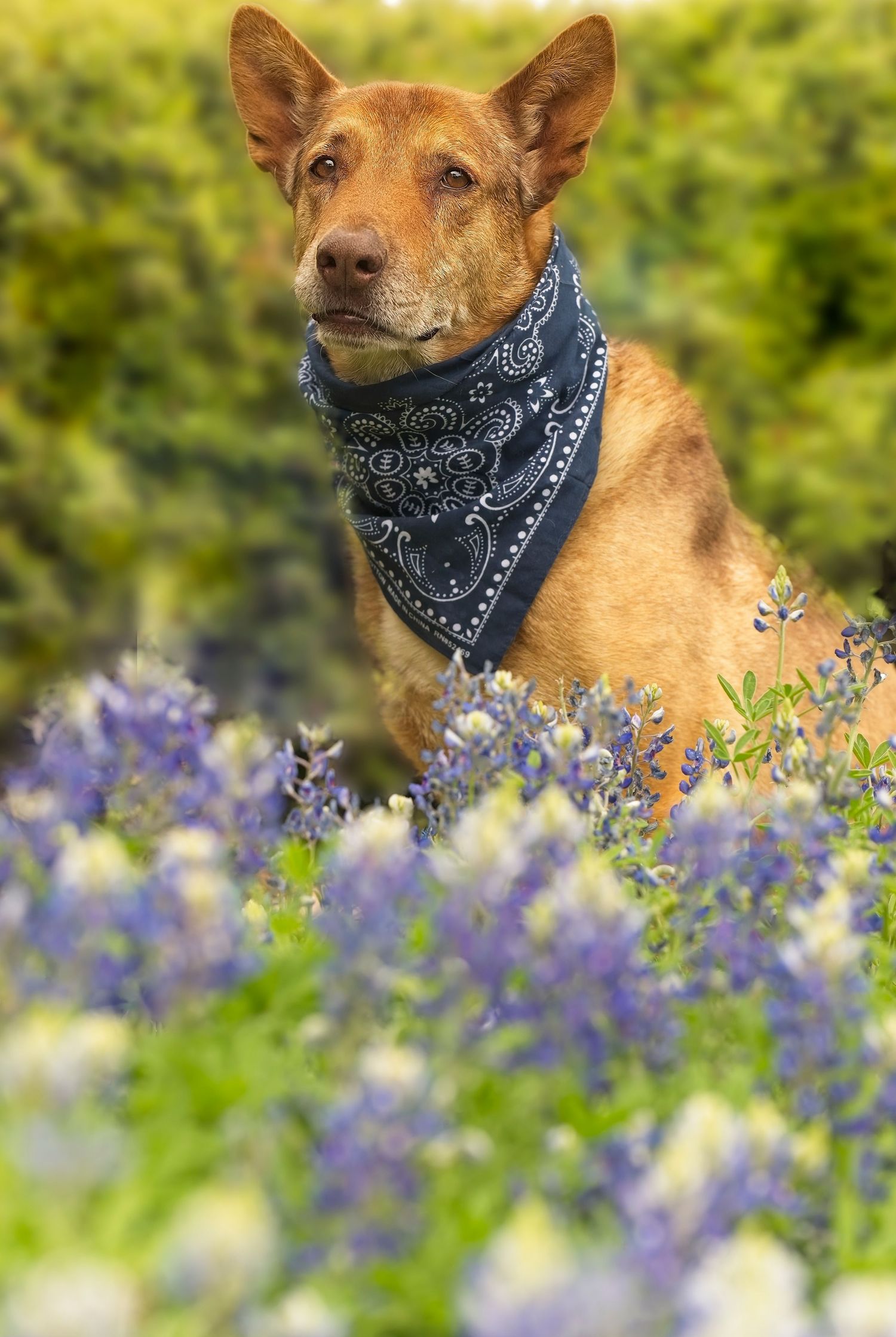 A brown mixed breed dog wearing a navy bandana poses in front of purple flowers.