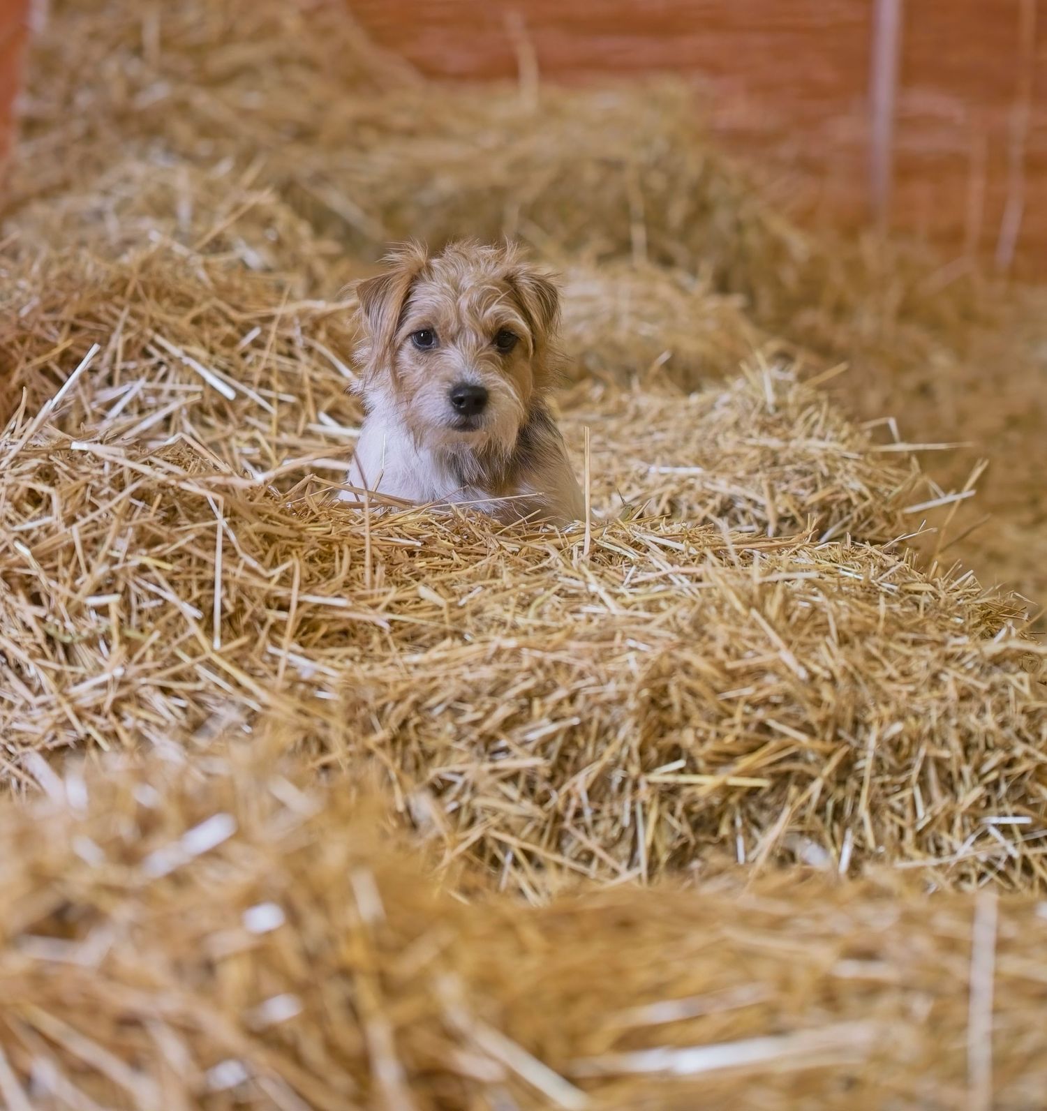 Dog peeking out from behind straw bales in a rustic barn setting.
