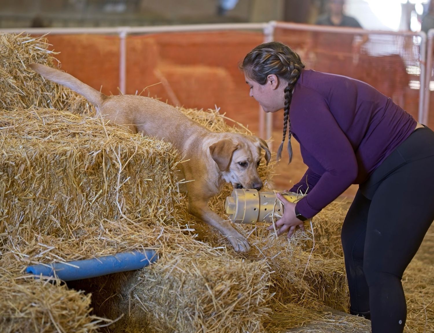 Person searching through hay bales during indoor dog training activity.