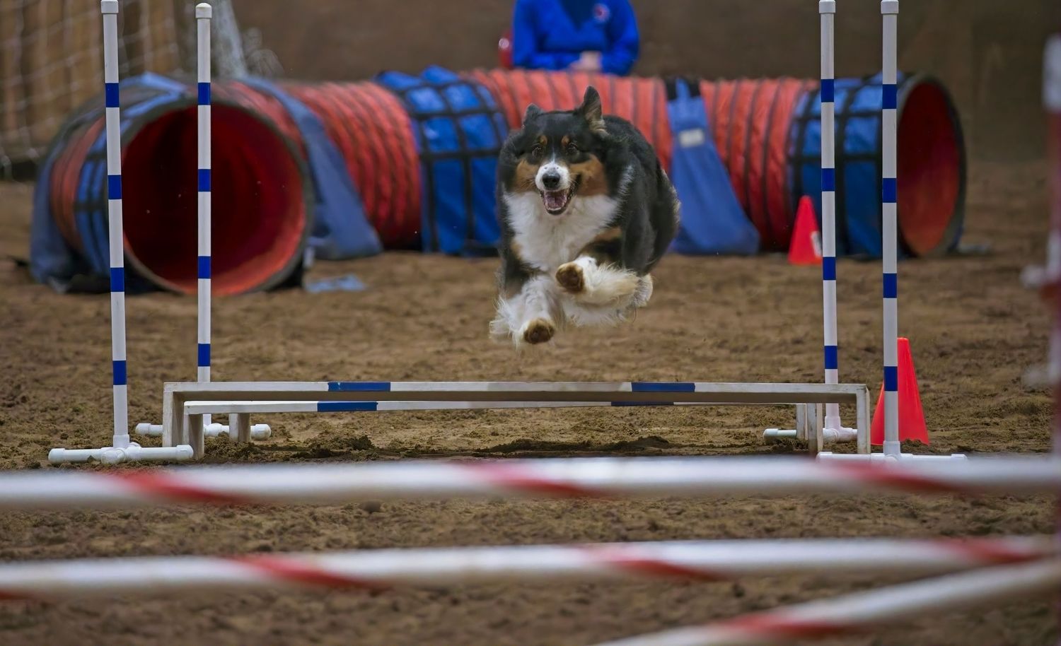 A small dog leaps over an agility course jump with colorful training equipment in the background.