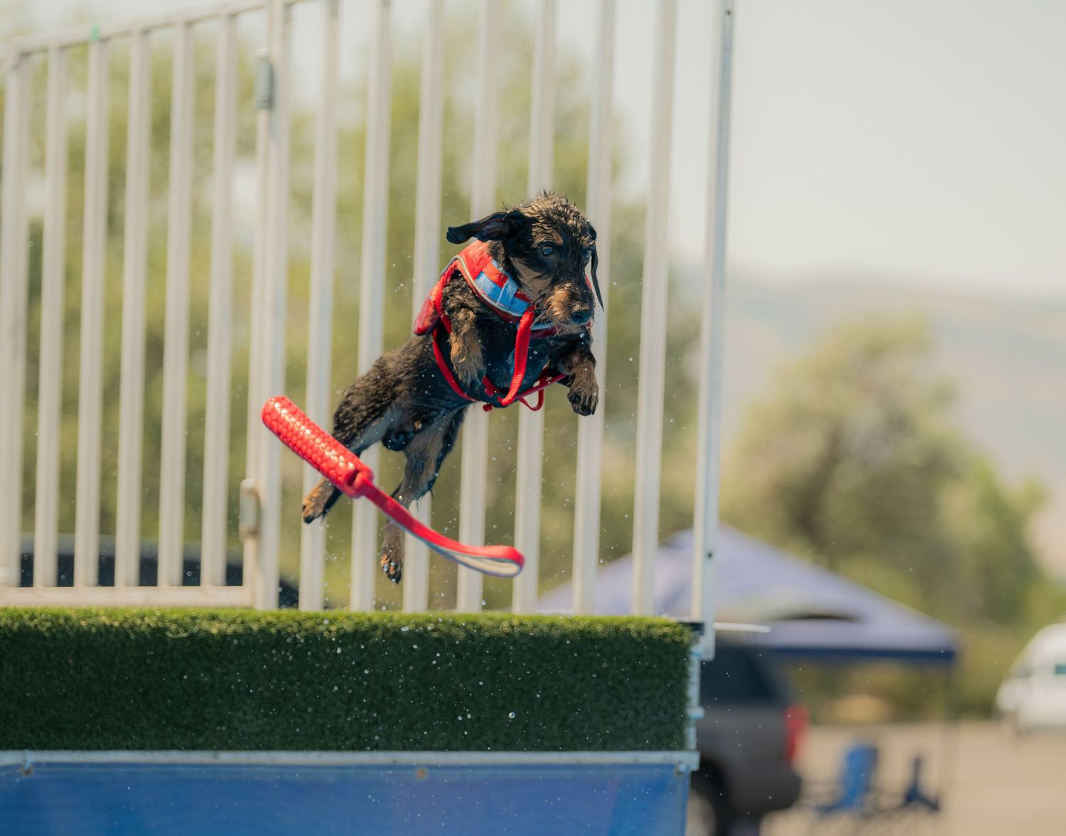 A dog wearing a red harness leaps mid-air catching a red frisbee during an outdoor dock diving competition.
