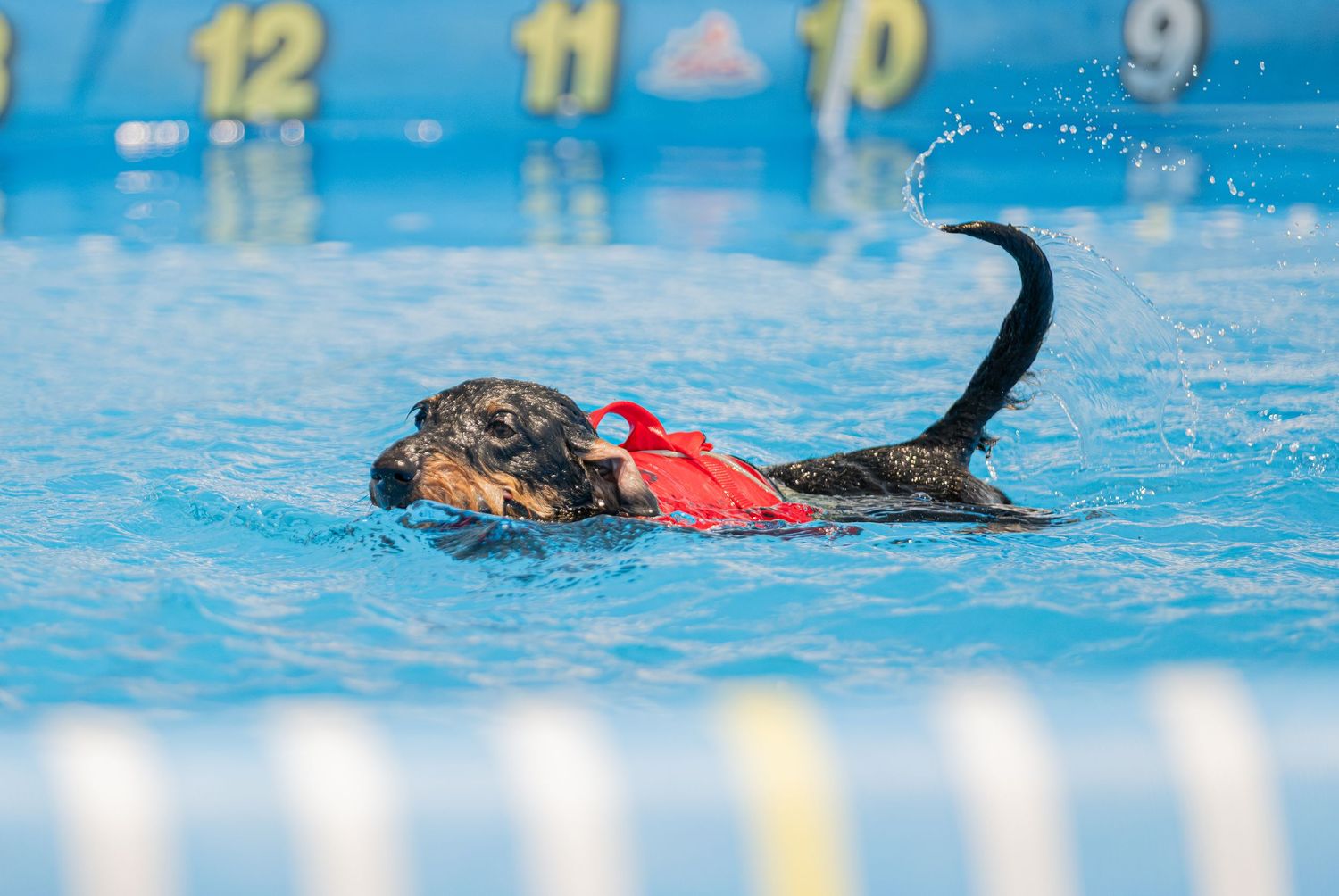 A Rottweiler dog swimming in a blue pool, carrying a red toy in its mouth during a dock diving competition.