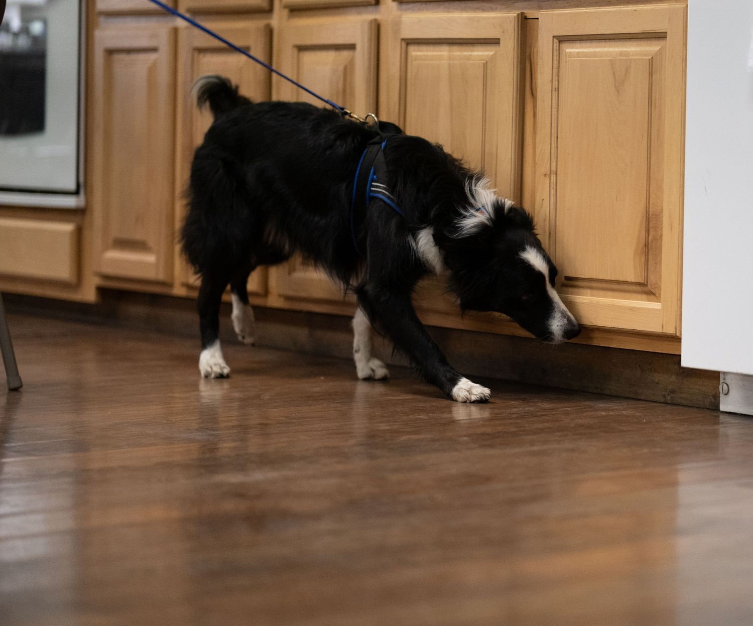 Black and white Border Collie on a leash sniffing the floor near kitchen cabinets on hardwood flooring.