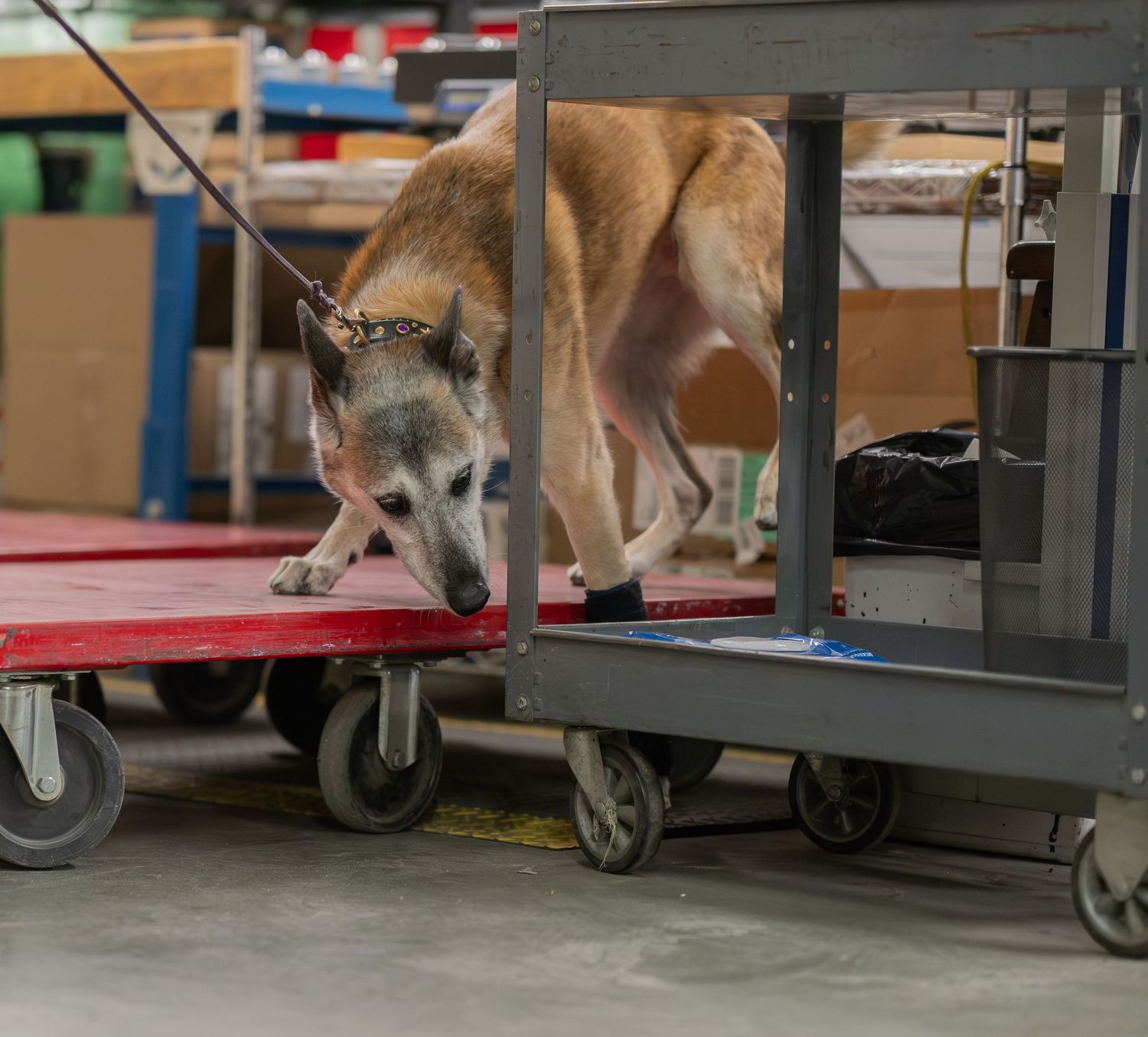 A German Shepherd dog on a leash sniffs a red cart in an industrial warehouse setting.