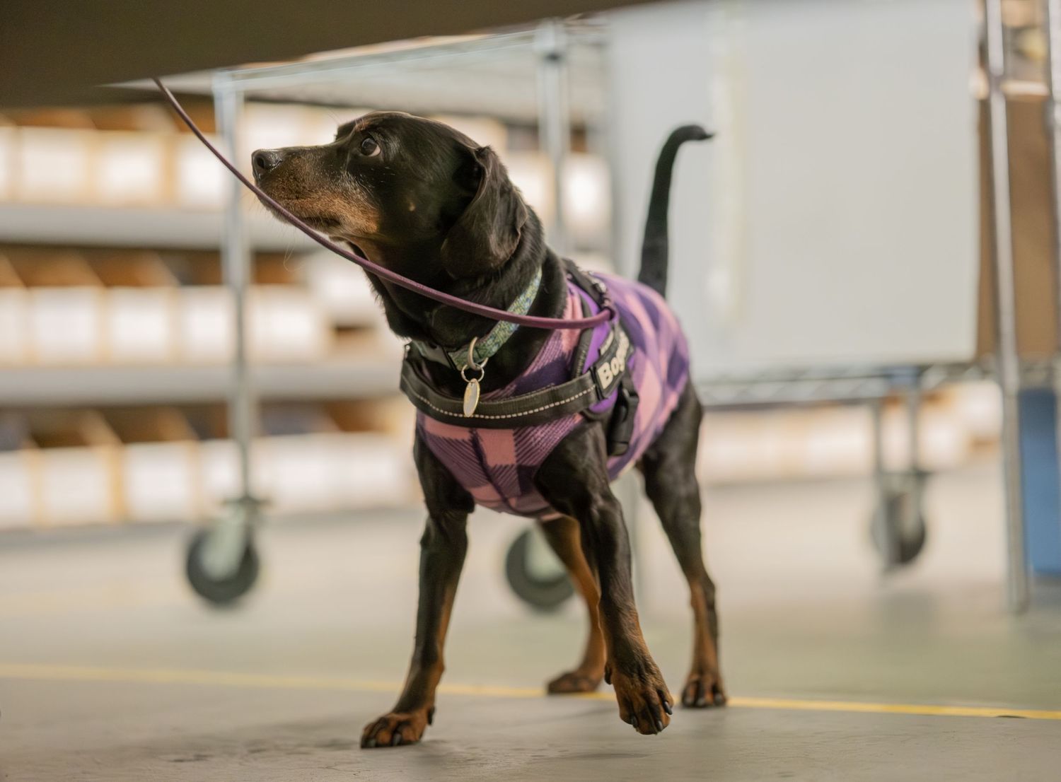 A black and tan dog wearing a purple plaid jacket on a leash stands alert indoors near shelving units.