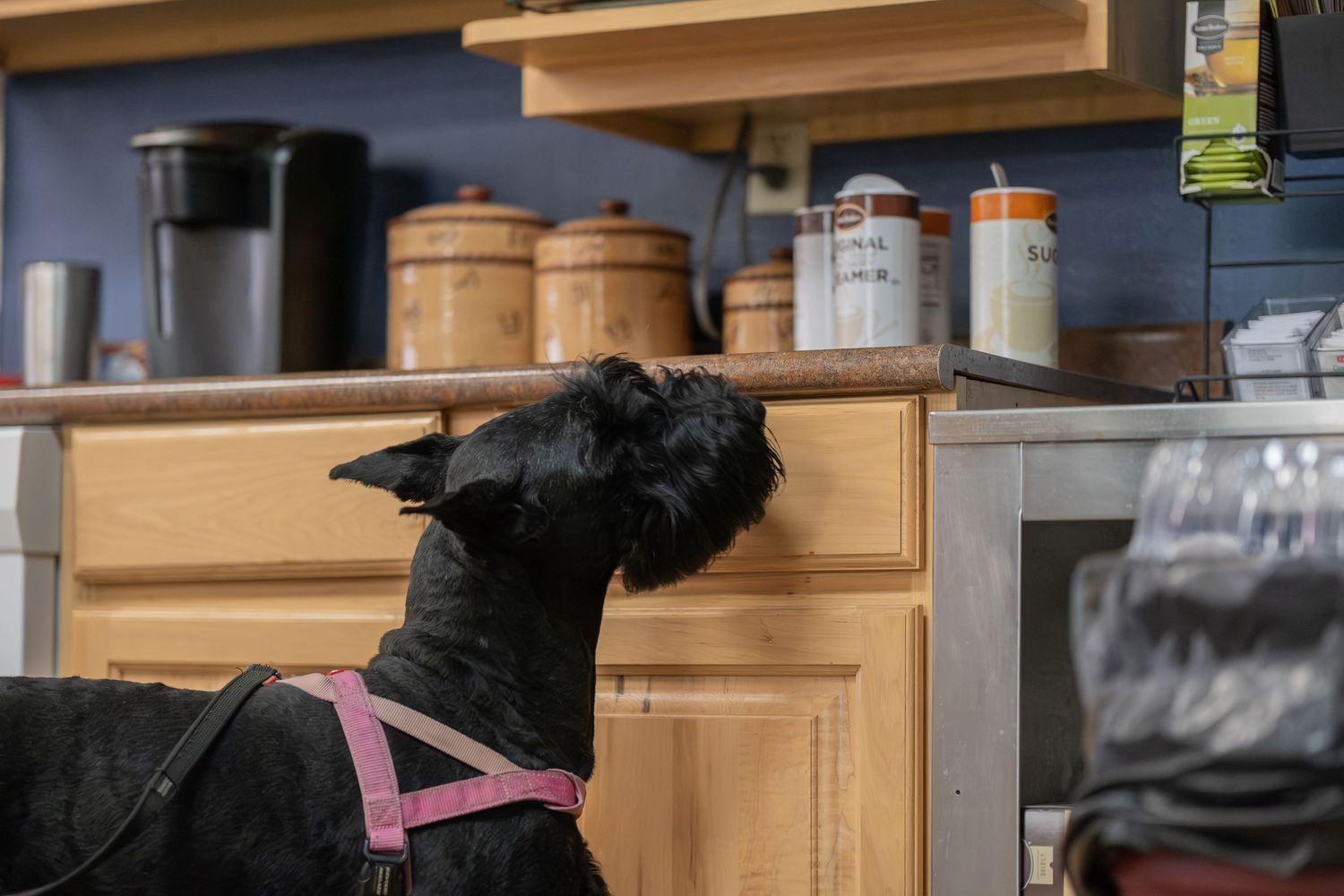 Black schnauzer dog wearing pink harness sniffing kitchen counter near wooden cabinets and canisters.