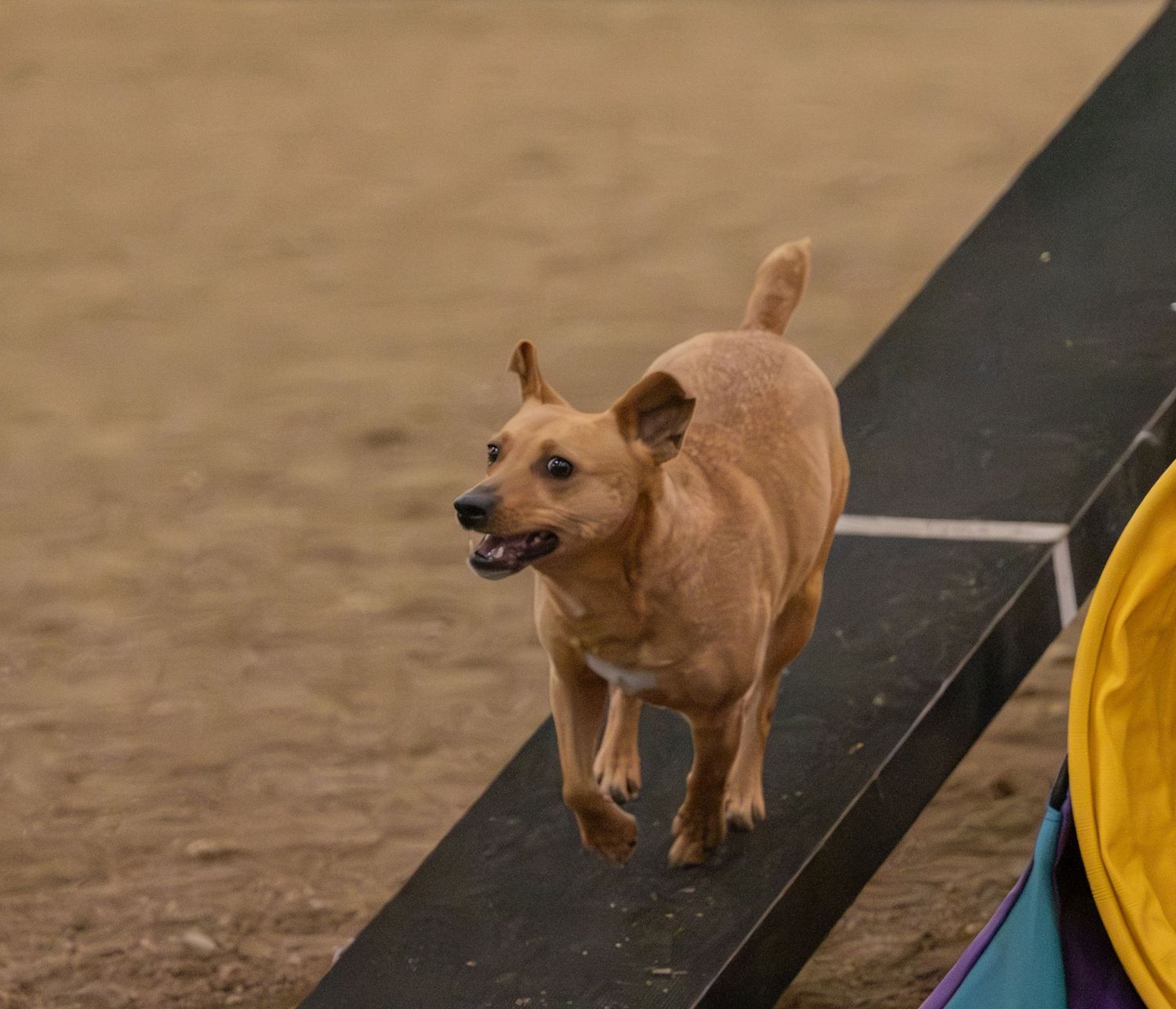 A small brown dog runs along an agility ramp during an outdoor dog sport competition.