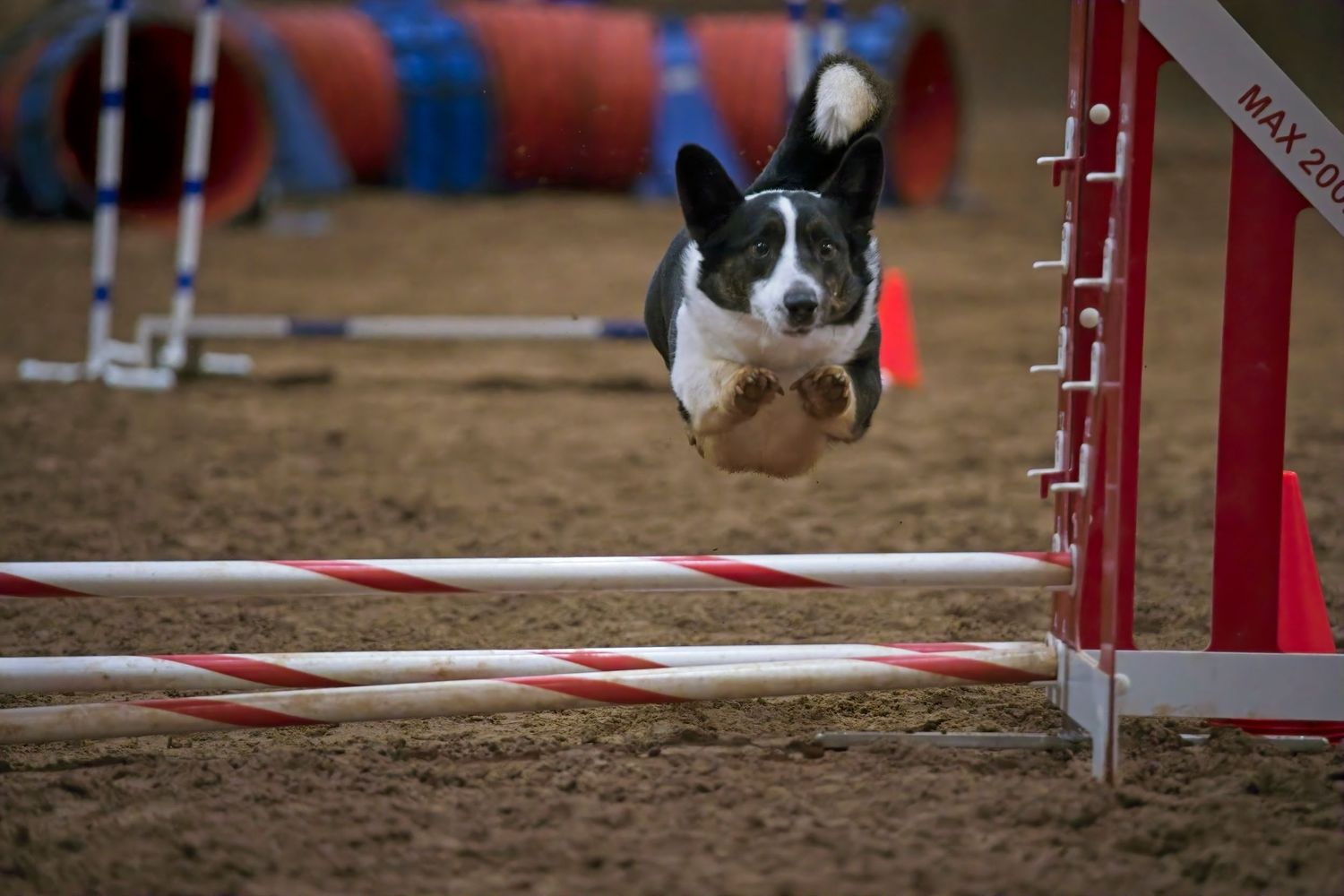 A black and white Border Collie leaps gracefully over red and white agility course jumps during a competition.