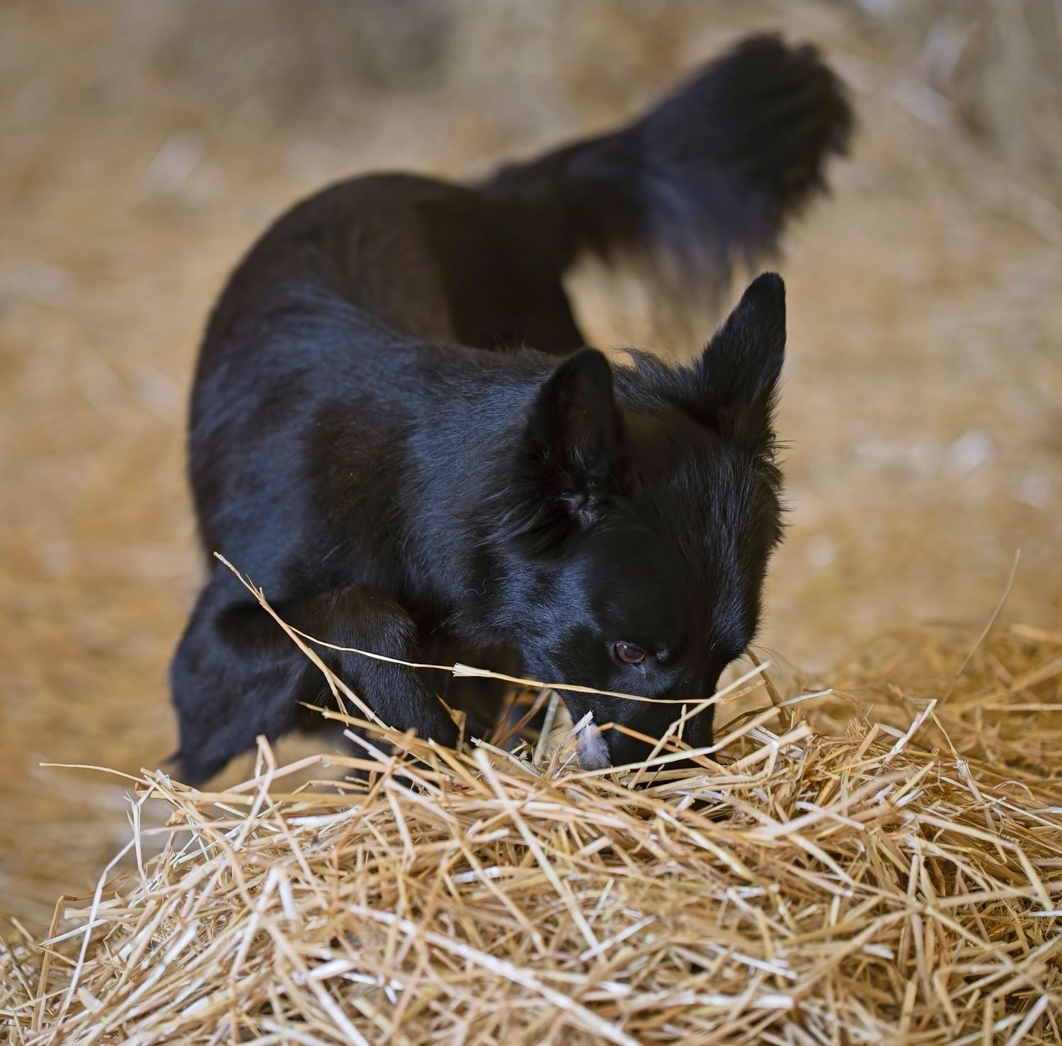 Black dog investigating and sniffing around hay bales.