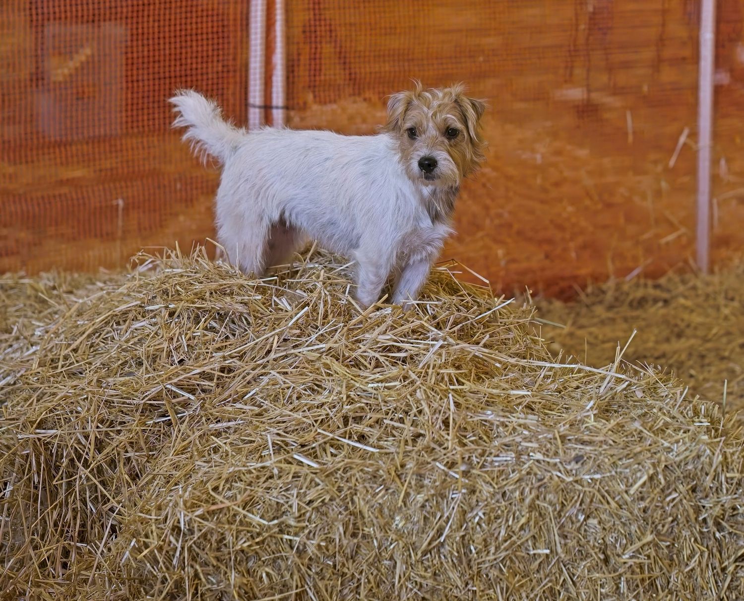 A scruffy white terrier stands alert on a hay bale in a barn.