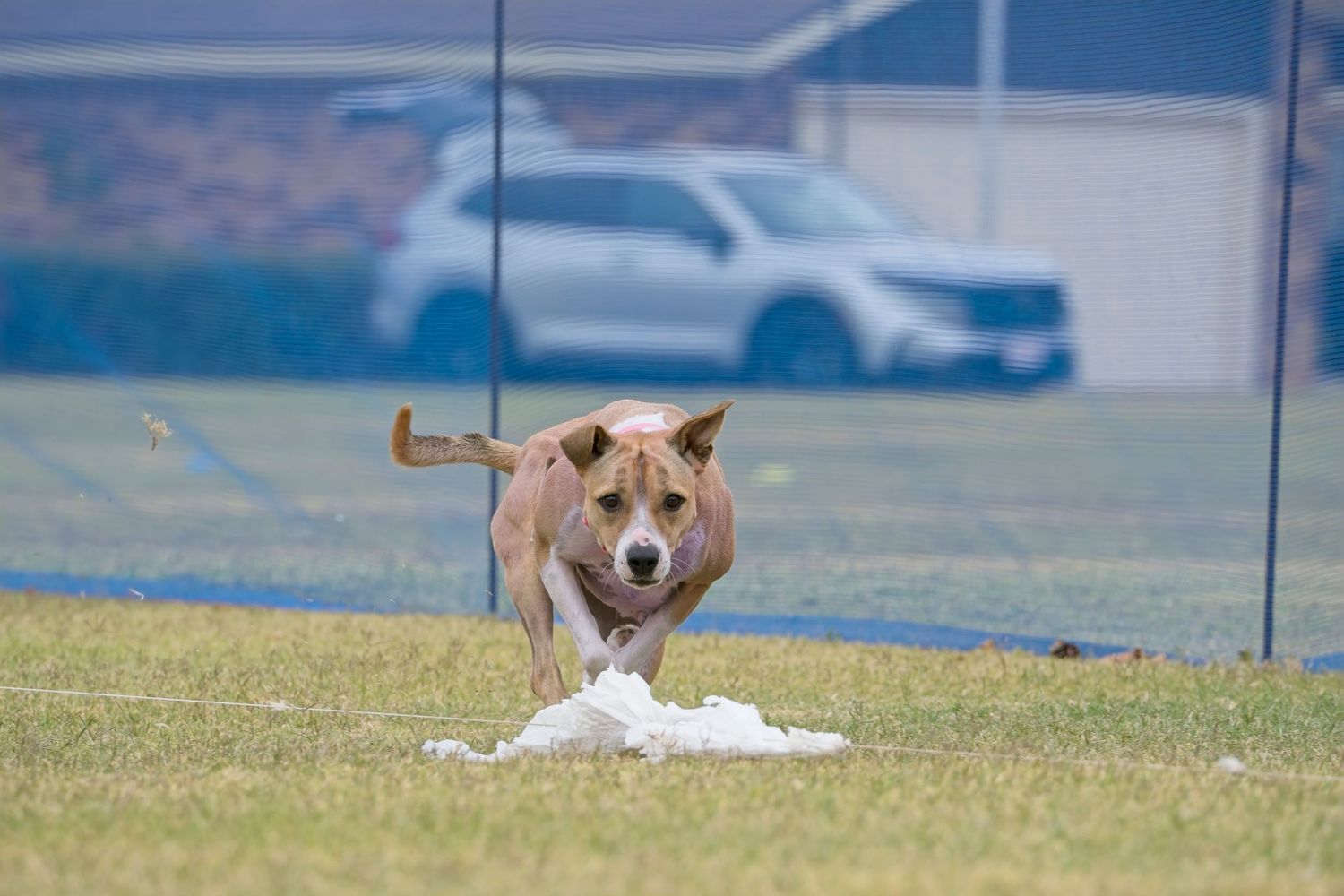 A brown and white dog runs across a grassy field while chasing a toy during playtime.