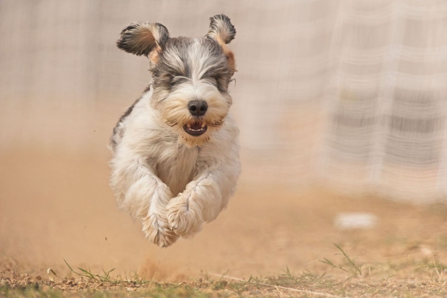 Small white dog running and jumping through grass with joyful expression and floppy ears in action sequence.
