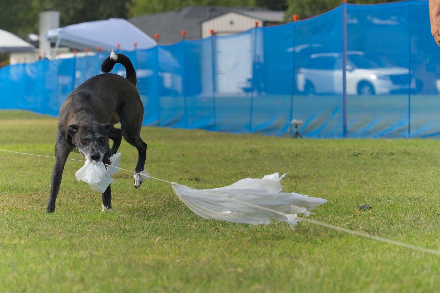 A black and white border collie dog leaps and catches a flying disc in mid-air during an outdoor agility competition.