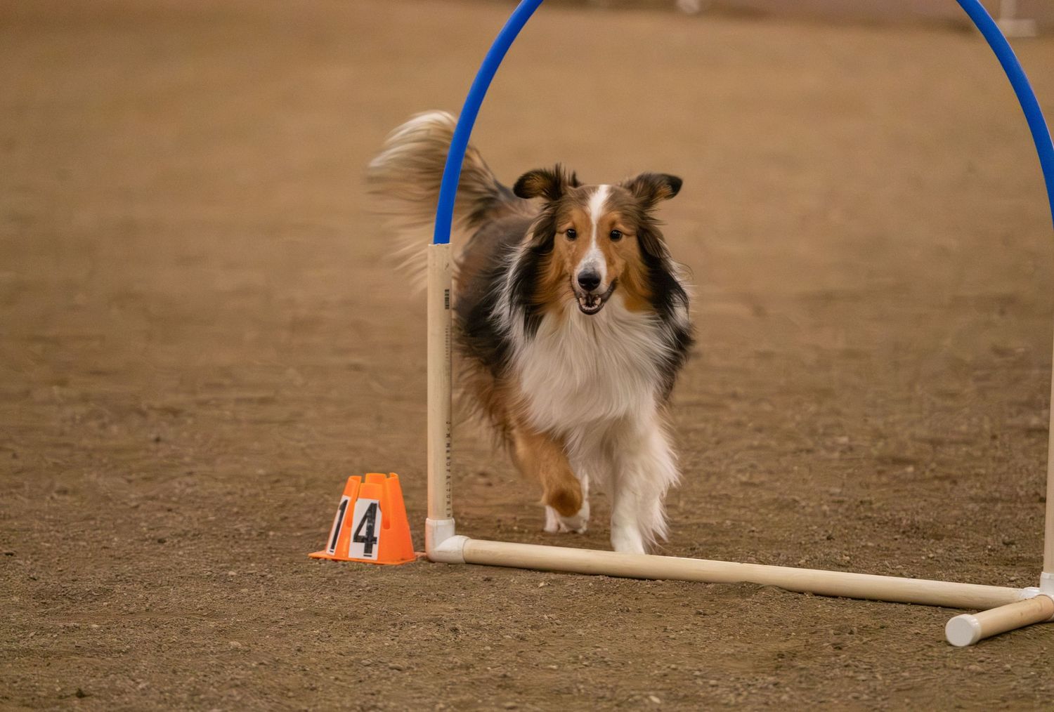 A Shetland Sheepdog runs through an agility hoop obstacle course on an indoor sandy arena.