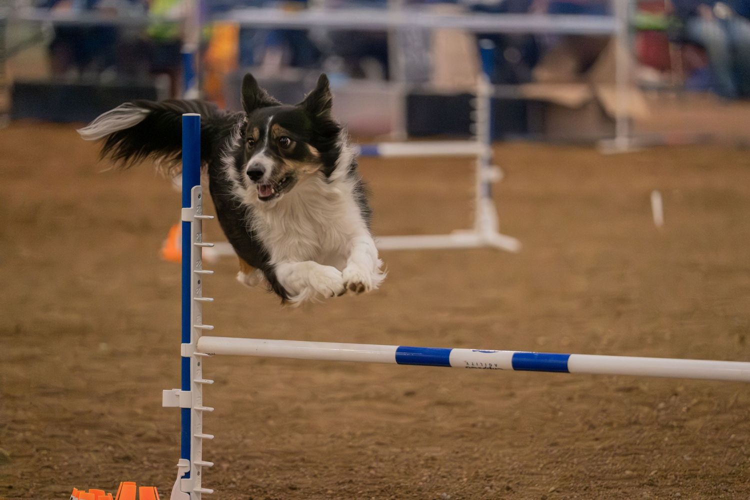 Border Collie leaping over agility jump bar during competitive dog agility trial event.