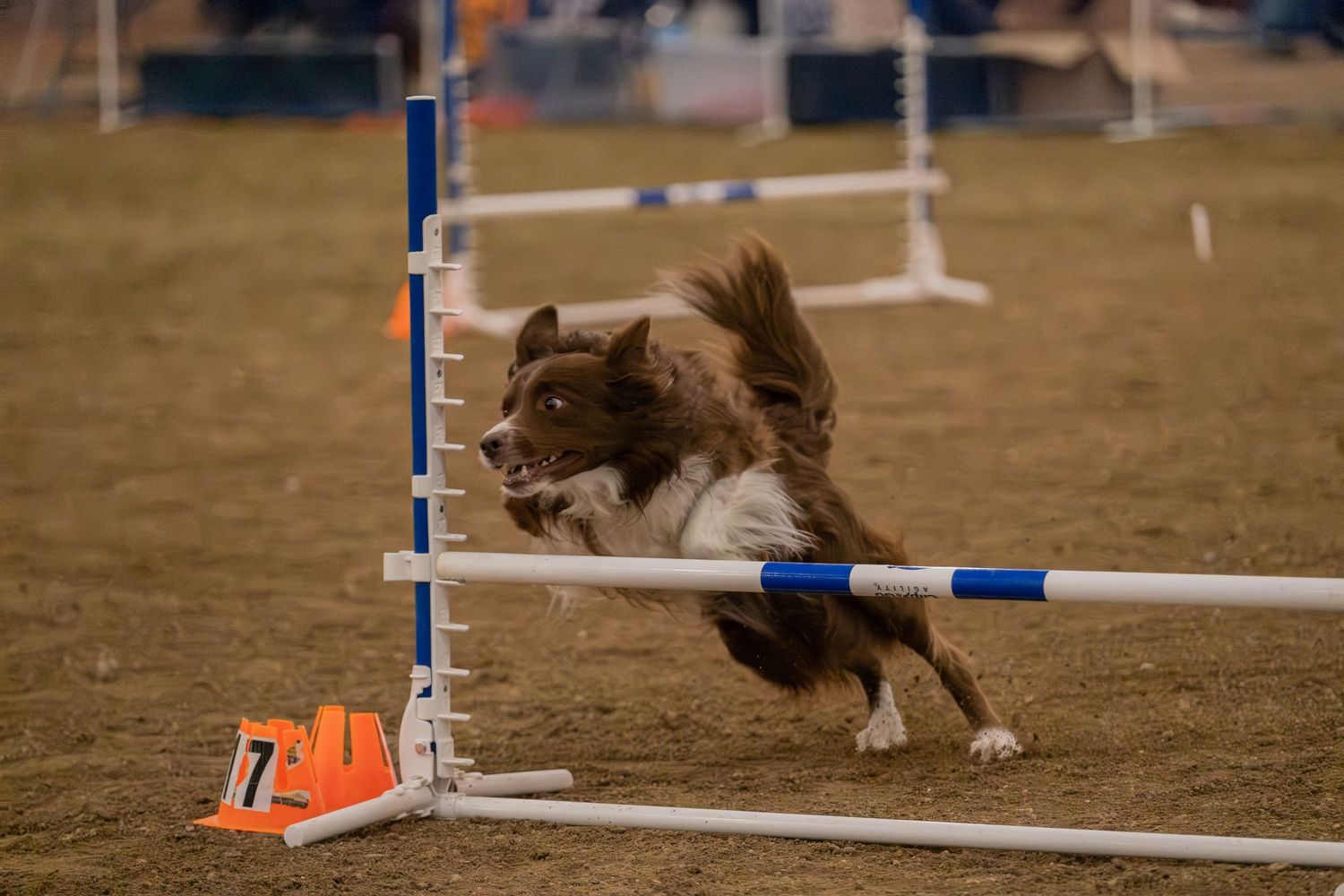 Brown and white Border Collie leaping over agility jump hurdle during dog agility competition indoors.