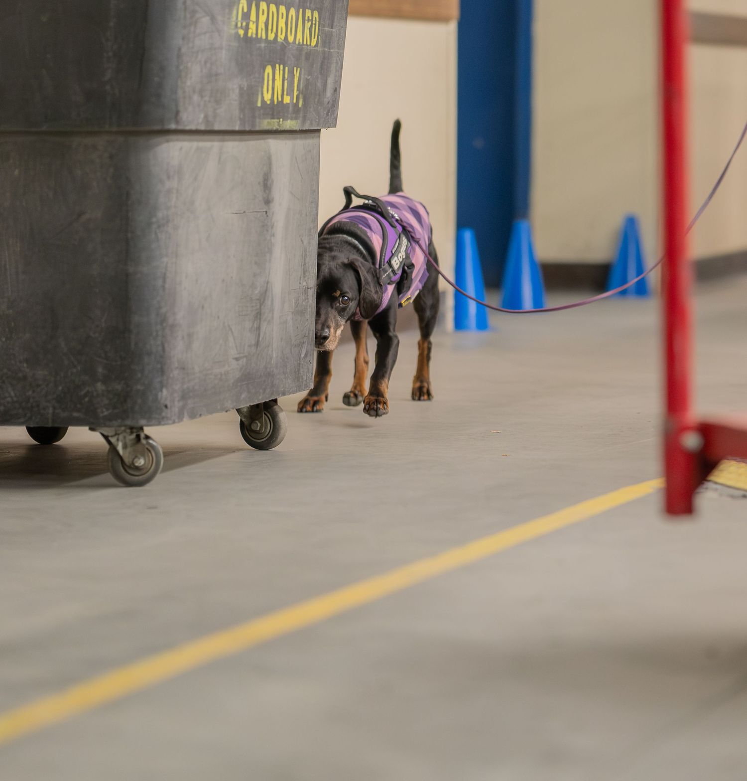 A small dog in a purple harness sniffs near a large gray bin with blue cones in an indoor training facility.