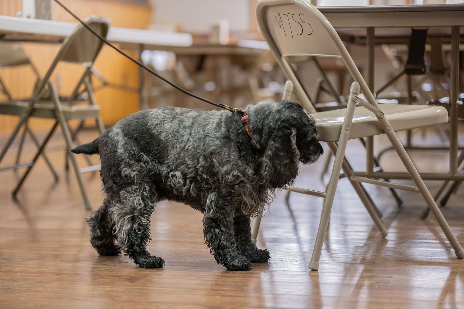 A black curly-haired dog on a leash walking on a wooden floor among folding chairs indoors.