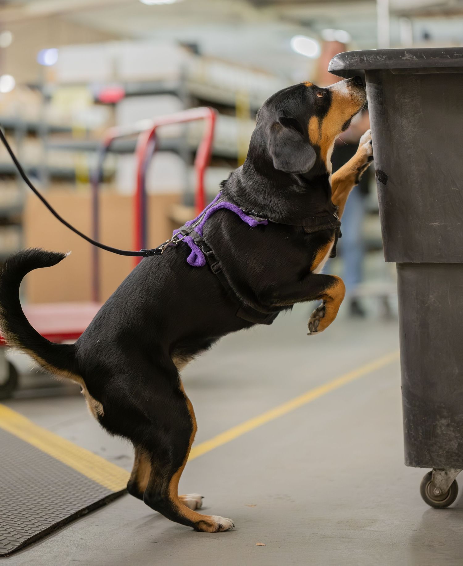 A black and tan Rottweiler in a purple harness stands on hind legs sniffing a gray trash can in a warehouse.