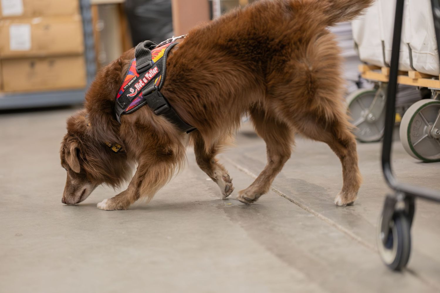 A brown dog wearing a harness sniffs the floor inside a warehouse or storage facility.