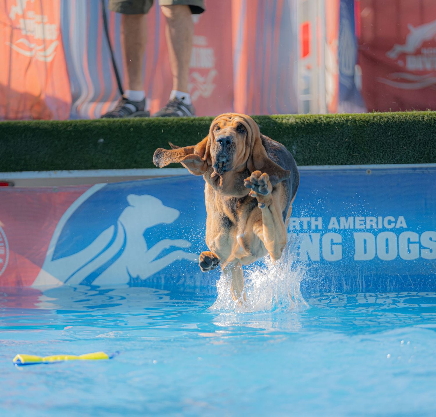 A Labrador Retriever leaps into a pool at a North America Diving Dogs competition, mid-air with a toy nearby.