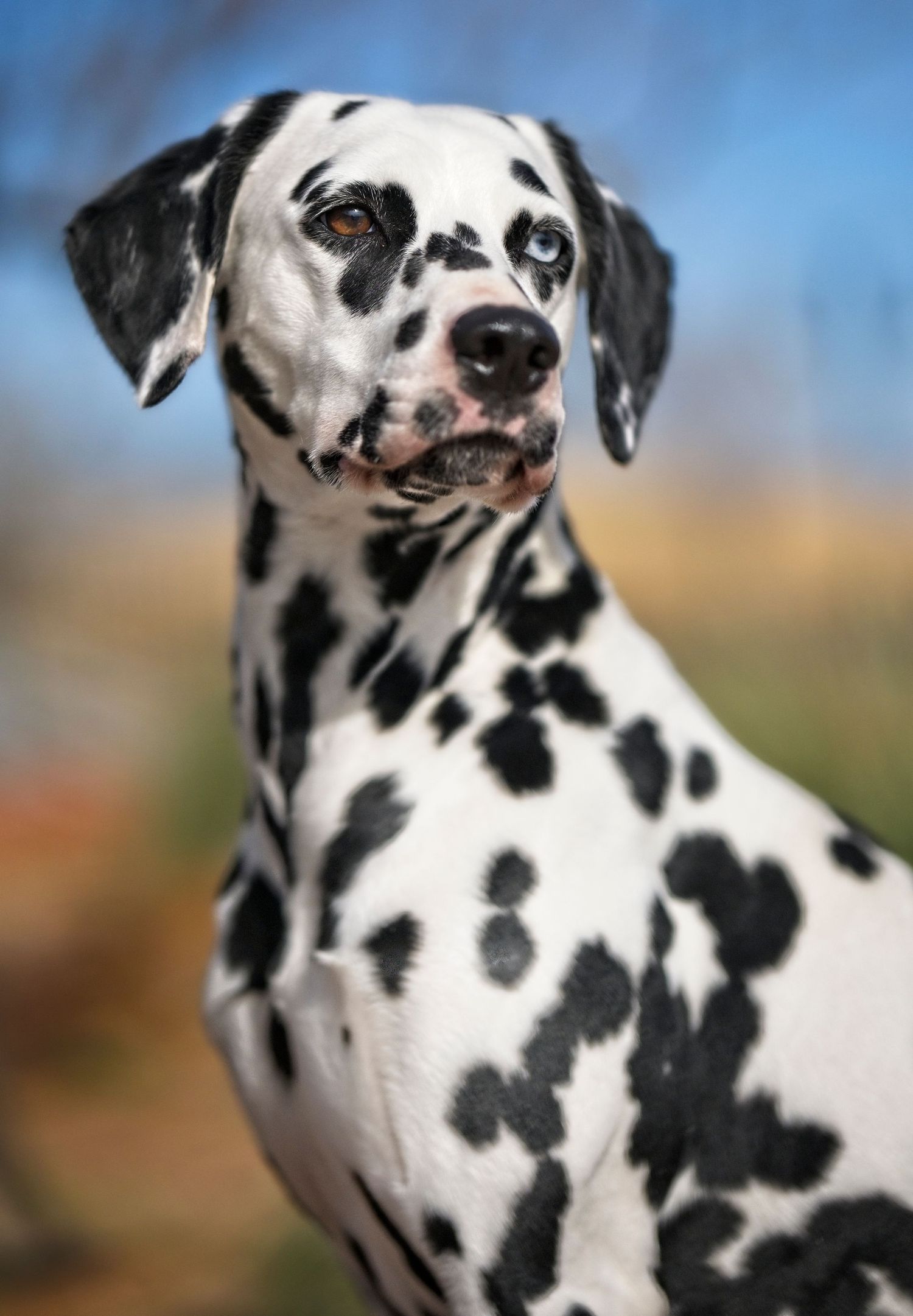 Close up of a Dalmatian dog's spotted face against a blue sky background.