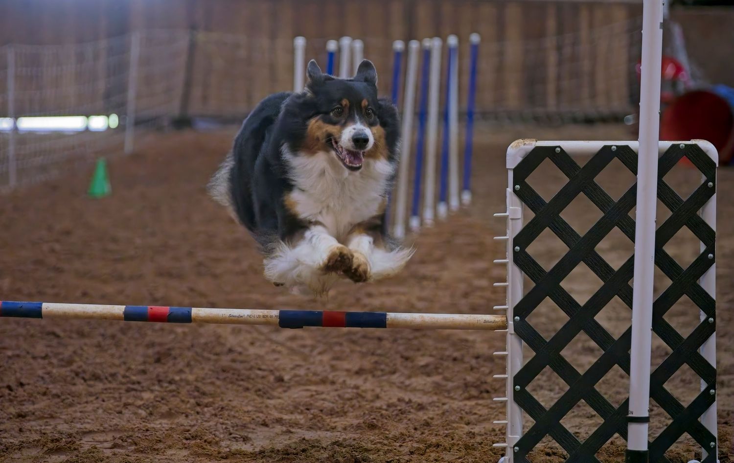 Australian Shepherd dog leaping over an agility jump obstacle in an indoor training arena.