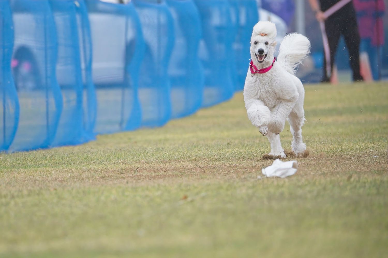 A white dog running and playing on a grassy field with blue barriers in the background.