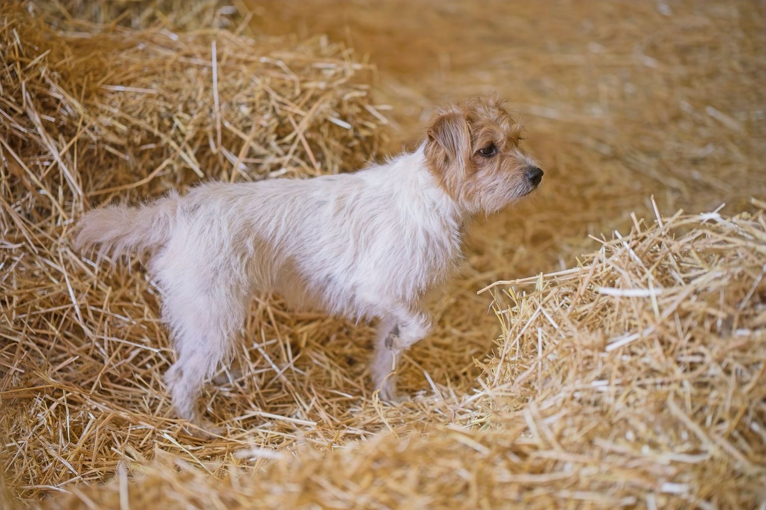 White terrier searching through straw during barn hunt training.