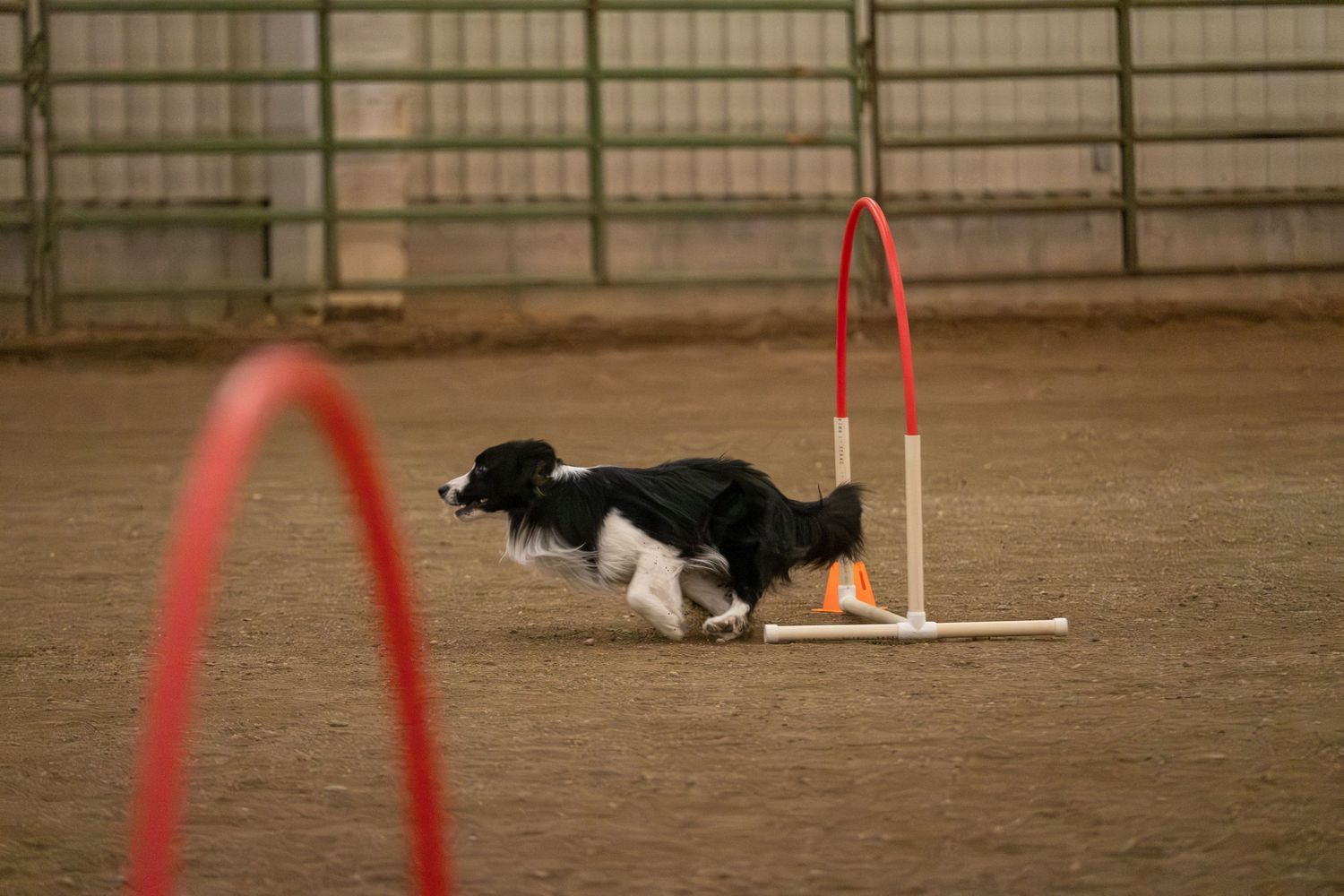 Black and white Border Collie competing in agility course, running through hoops and poles on sandy indoor arena.