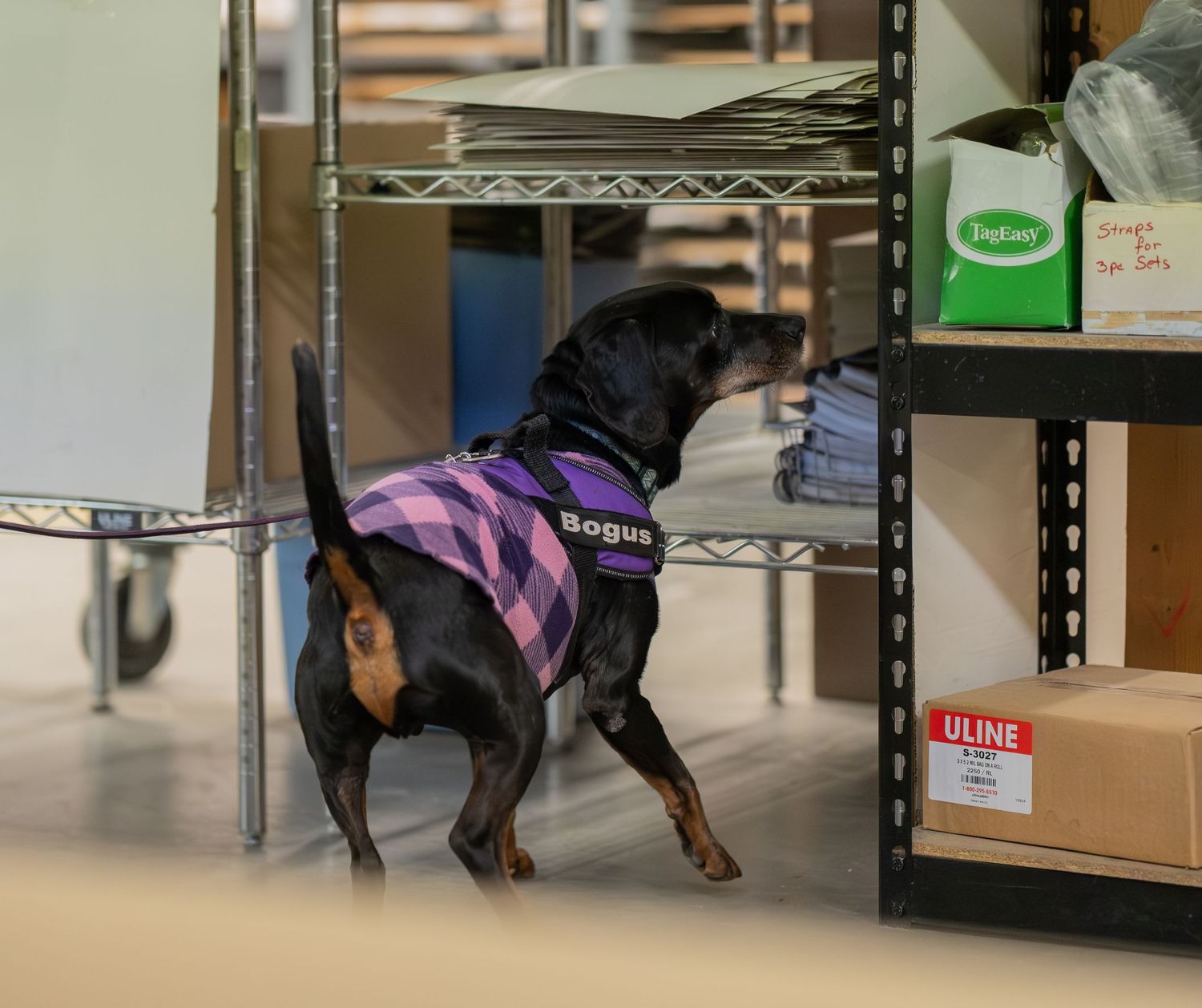A black and tan dog wearing a purple plaid vest labeled Bogus sniffs shelves in a warehouse storage area.