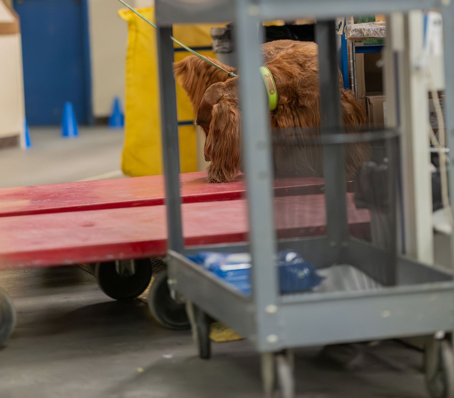 A fluffy brown Cocker Spaniel dog sniffing between red and gray utility carts in an indoor facility.