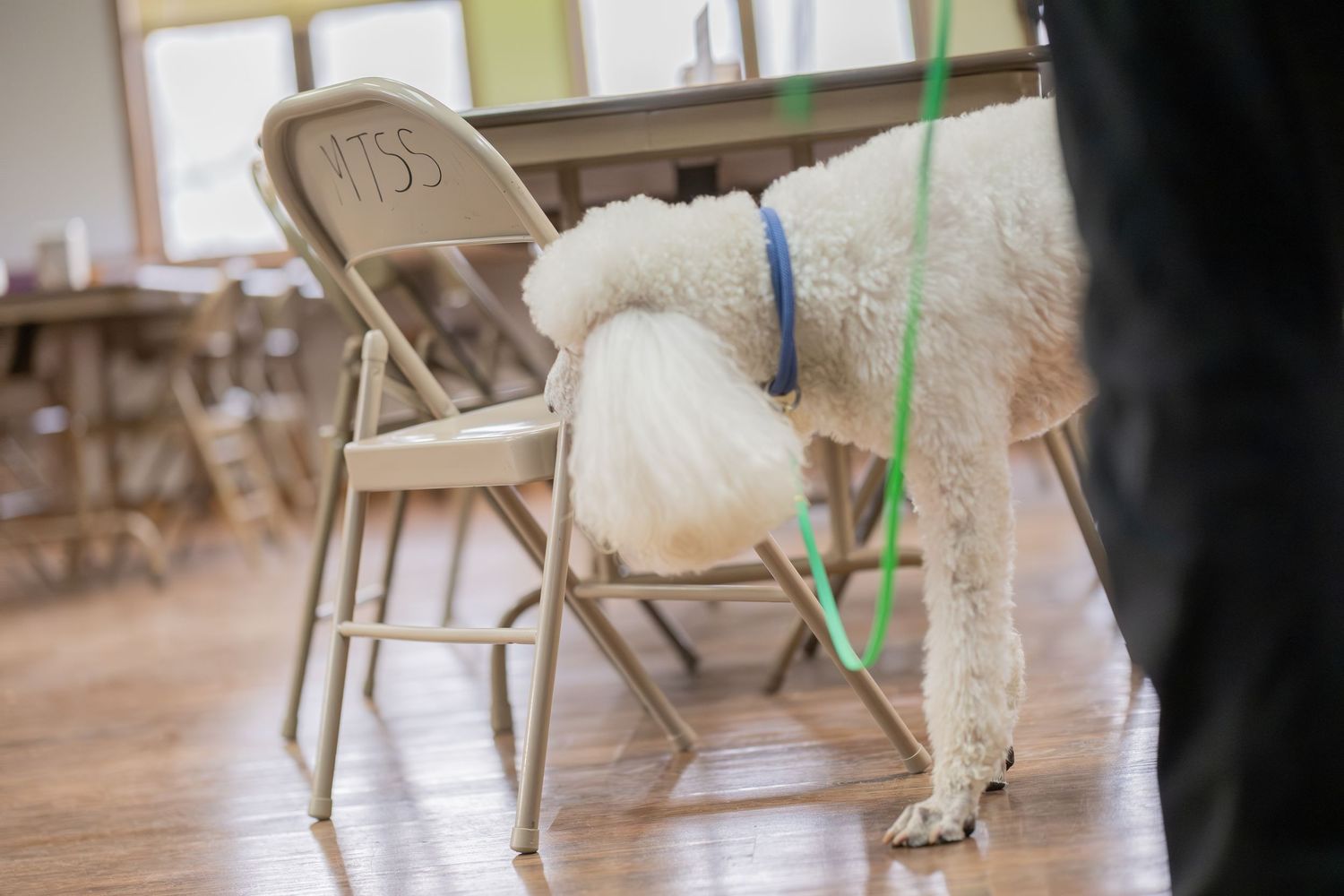 White poodle on a blue leash standing near a folding chair on a hardwood floor indoors.