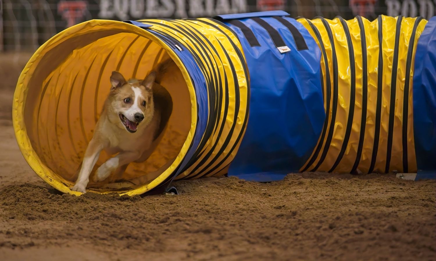 A dog running through a yellow and blue agility tunnel during training or competition.
