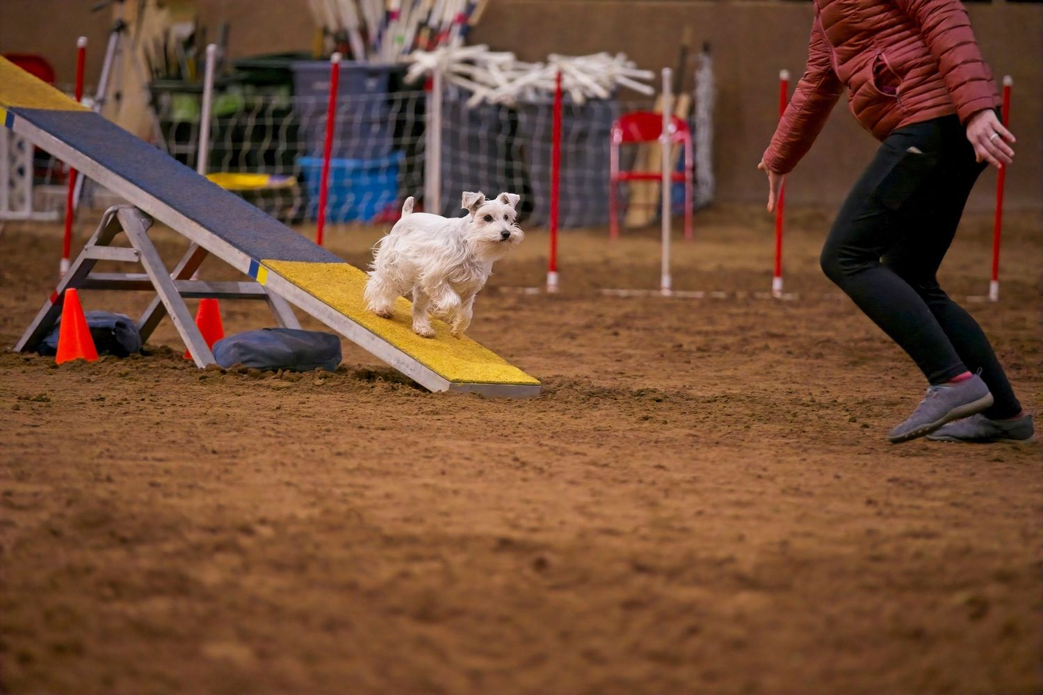 A dog running through an agility course tunnel during a competition event.