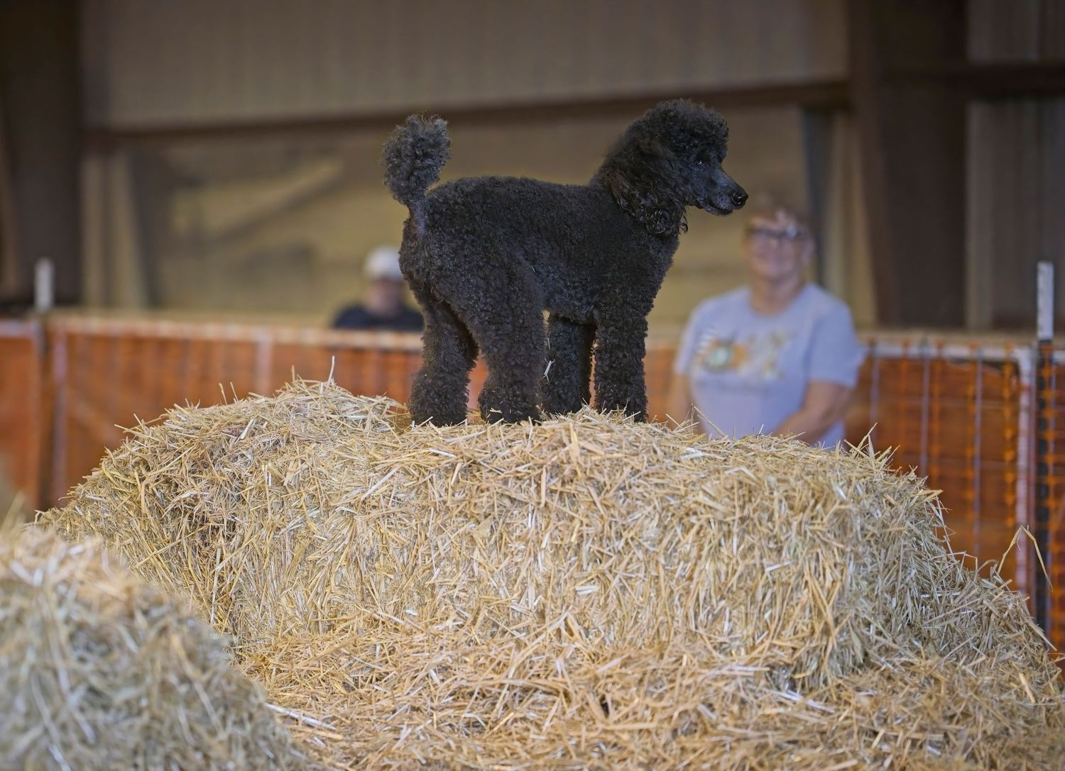 A small black dog sits atop a hay bale in a rustic barn setting.