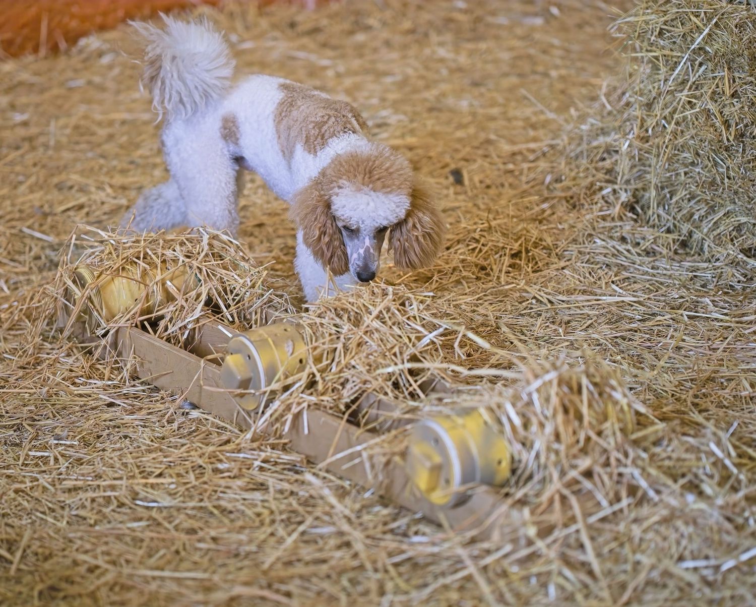 A group of baby chicks peck and explore in scattered straw bedding at a farm.