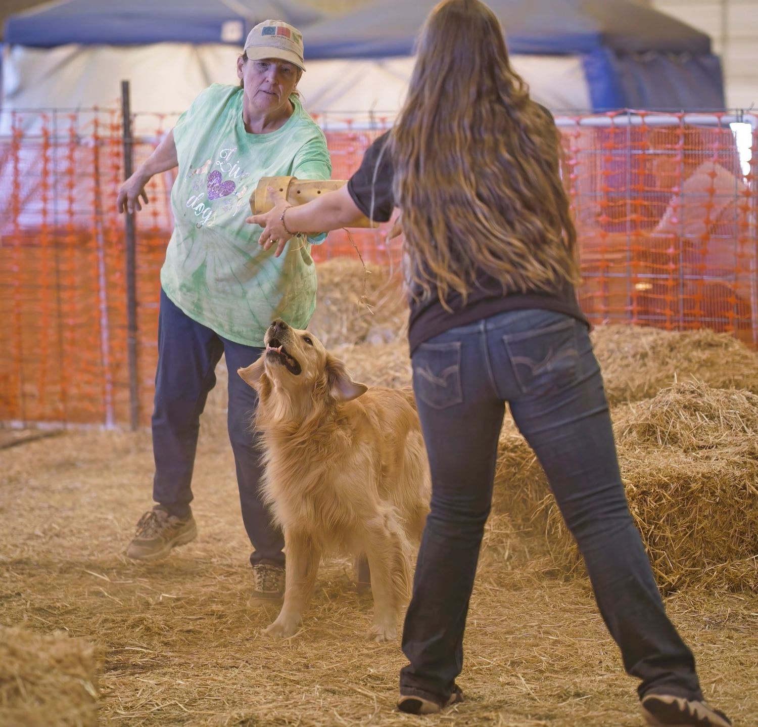 A dog shakes off hay and dirt while being groomed in a barn setting with orange safety fencing visible in background.
