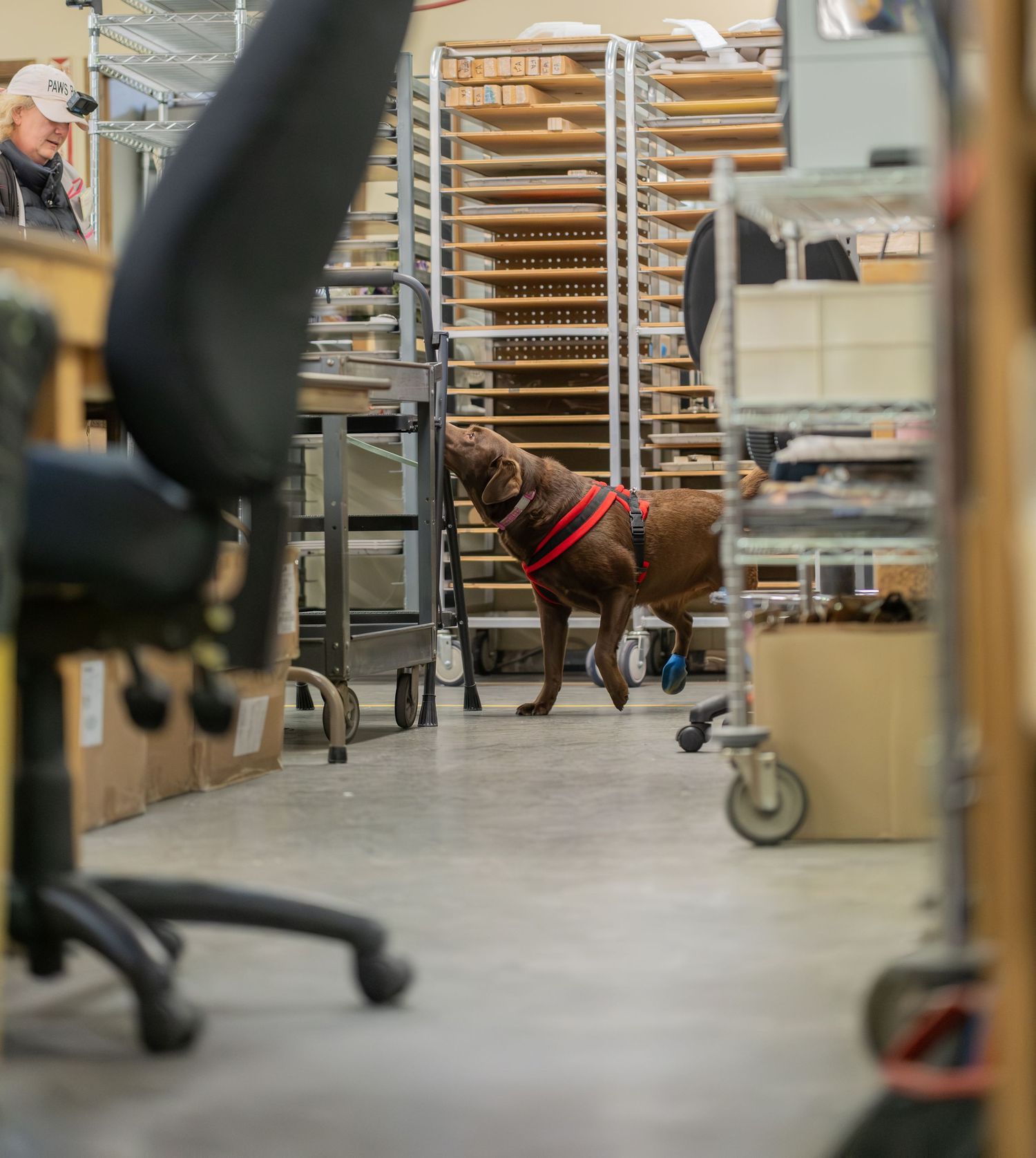 A chocolate Labrador wearing a red harness walks through an industrial warehouse aisle between office chairs and metal shelving.